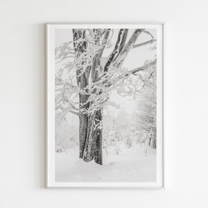 Big Tree Snow Covered, Winter Woodland White Home Decor, Downloadable Christmas Wall Art, Snowy Scene, Black White Winter Landscape Print