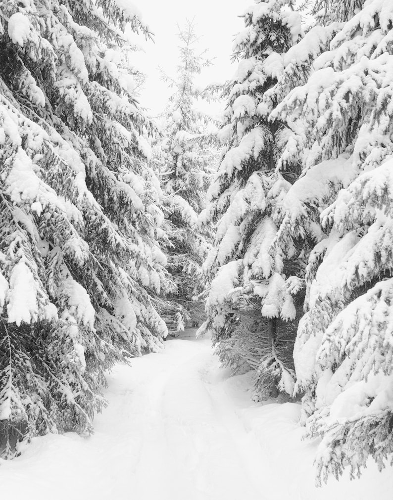 Set of 2 Winter Prints, Snow Covered Pine Trees, Black and White ...
