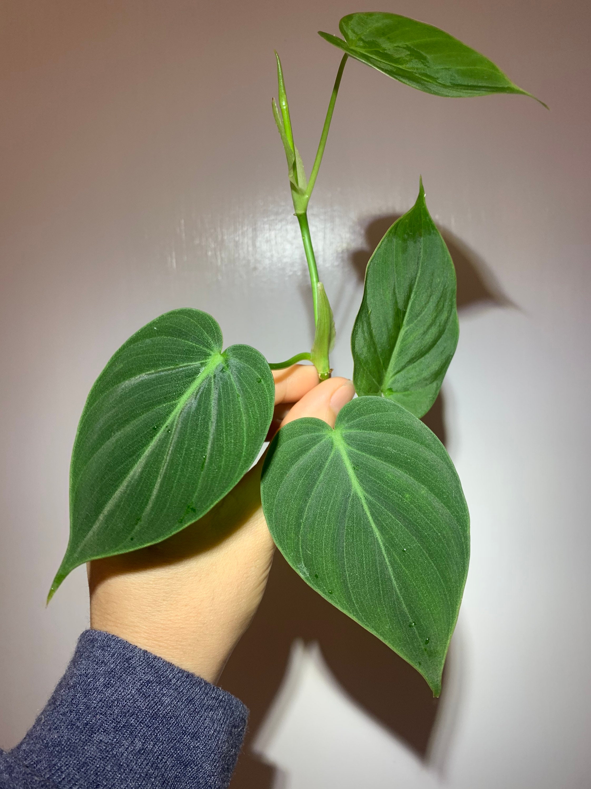 Philodendron micans GREEN form - very rare - Etsy.de