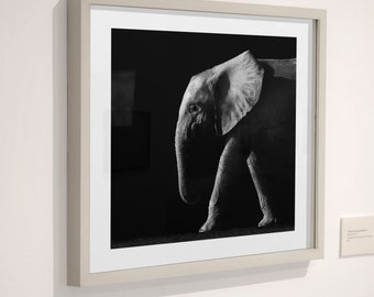 Elephant in black and white photography, wall art print, Modern Animal Wall Art, Modern Wall Decor, Art On A Budget, Art download.