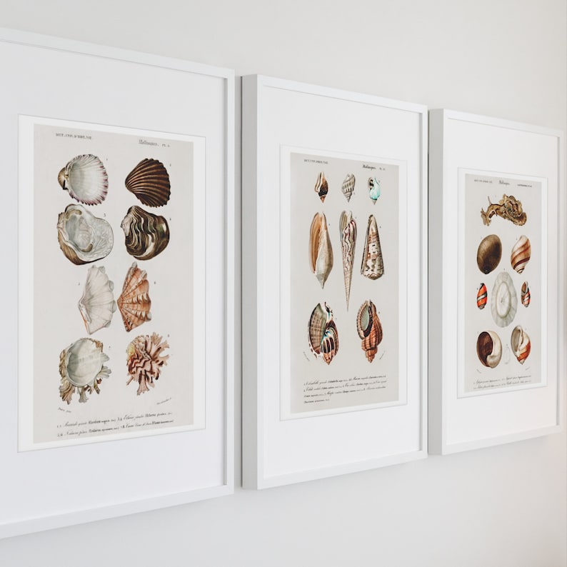 Shell Print Artist Conch Shell Art Set of 3 Illustration Sea Shell Prints. Victorian ...