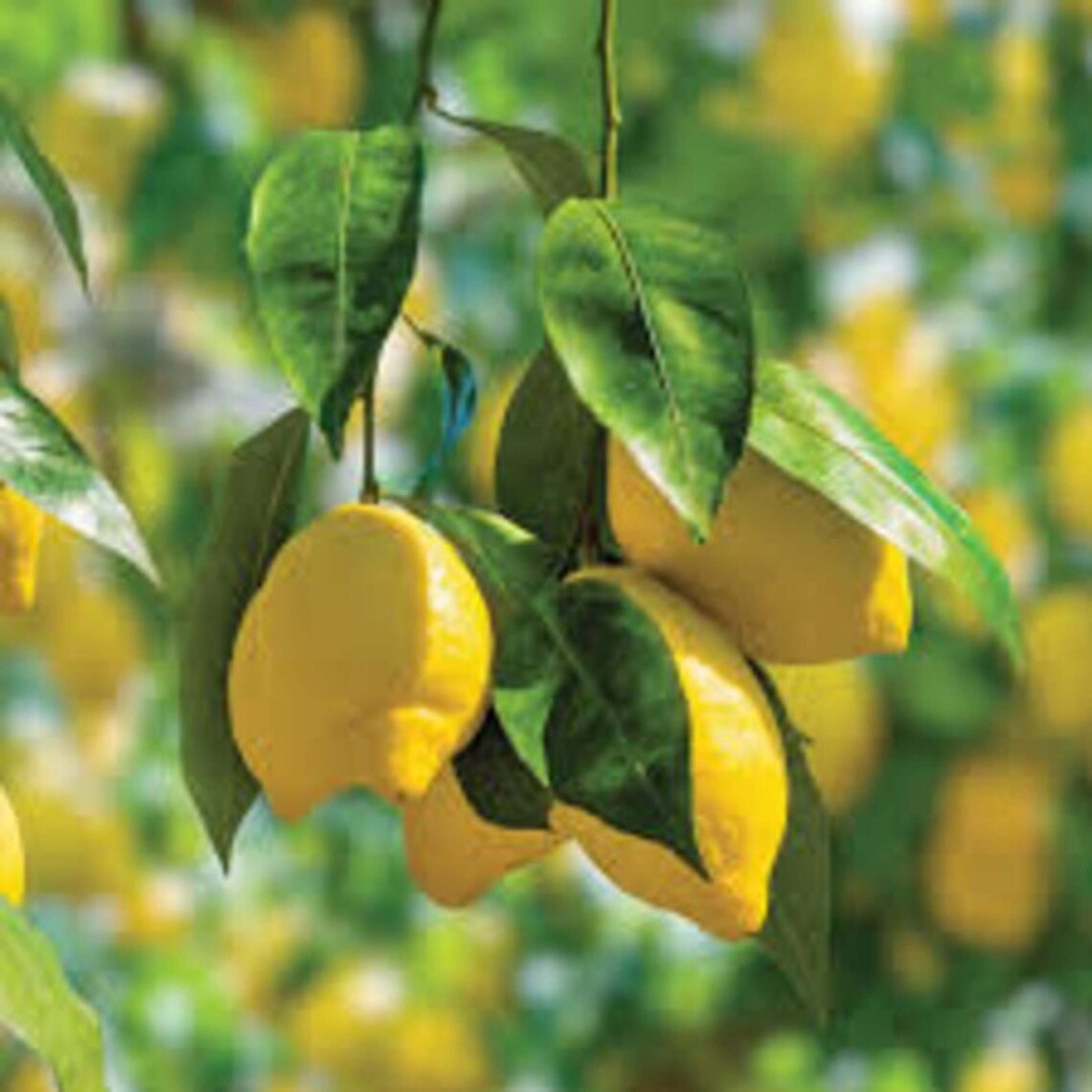 Yellow Lemon Tree Improved Meyer Lemon Tree 34 years old Etsy