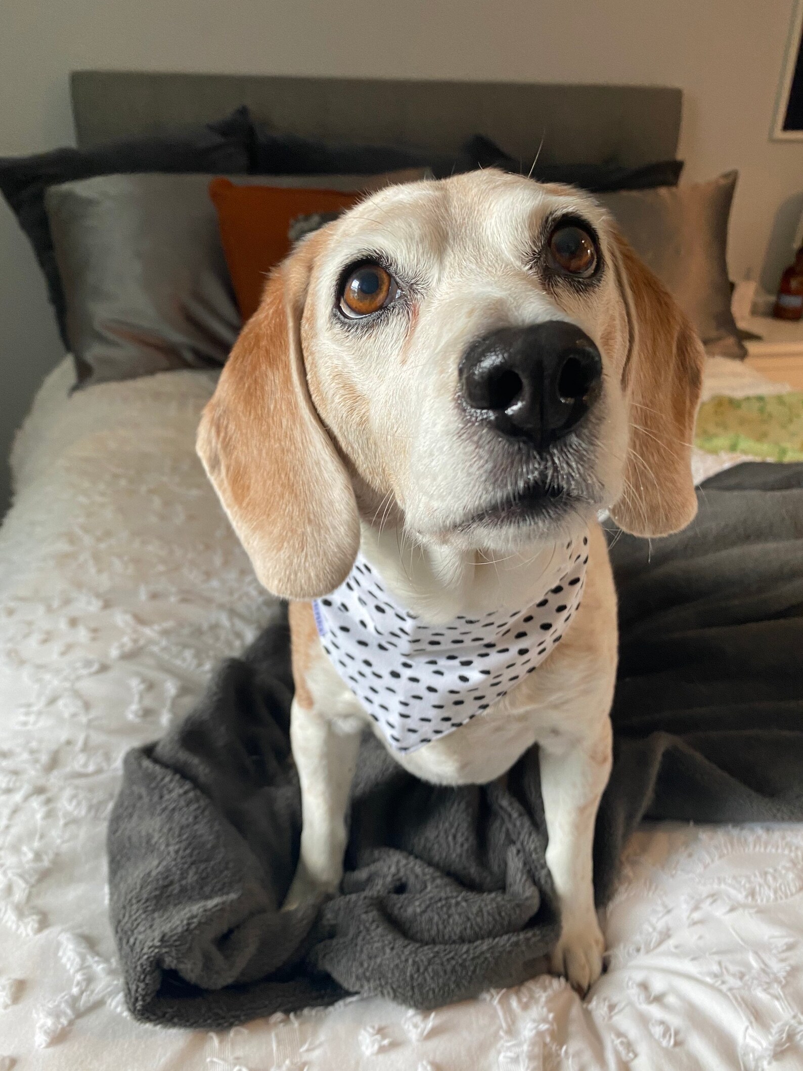 Kiwi Bandana Dalmatiner Druck Krawatte auf Bandana für Hunde Etsy