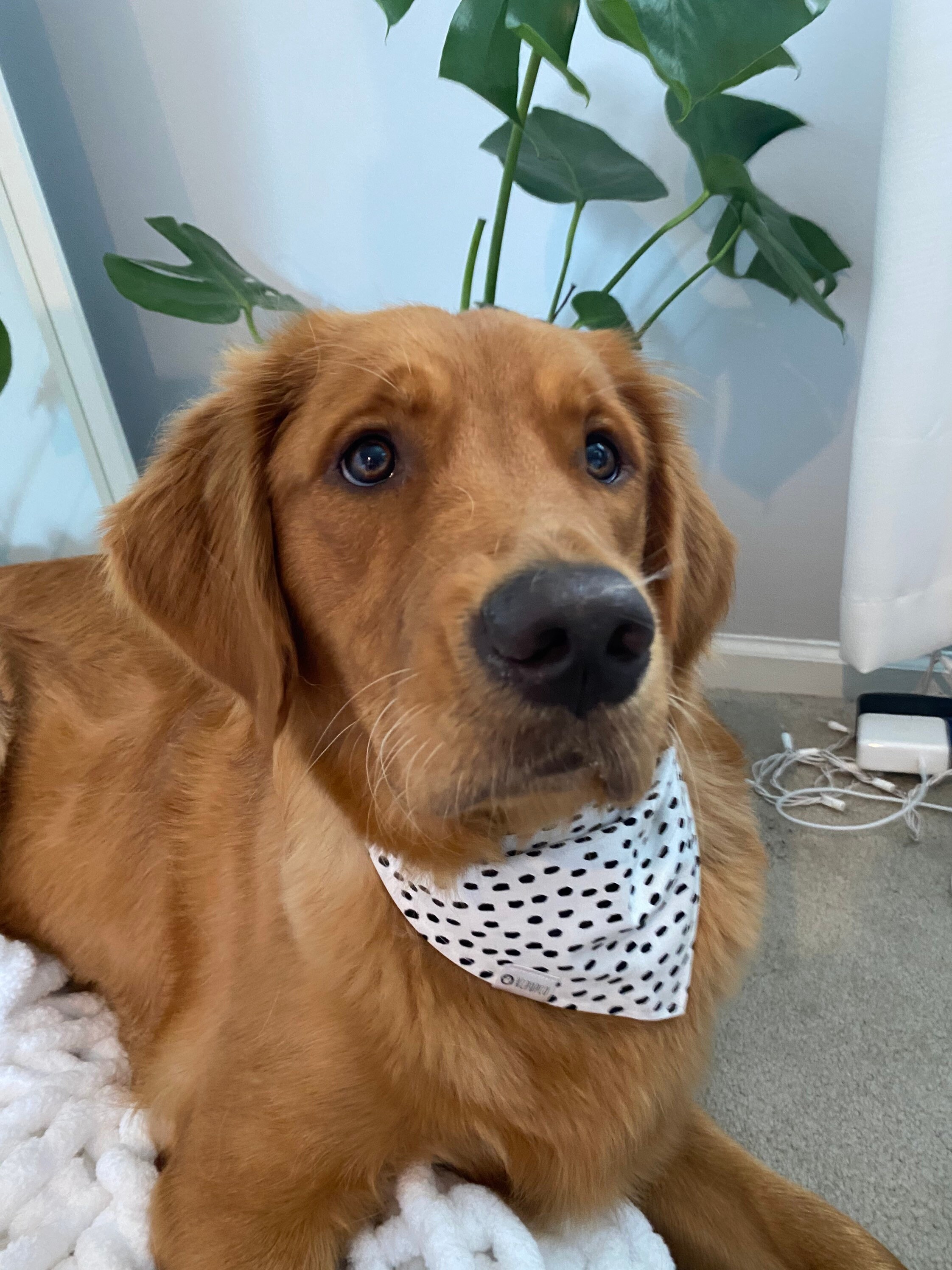 Kiwi Bandana Dalmatiner Druck Krawatte auf Bandana für Hunde Etsy
