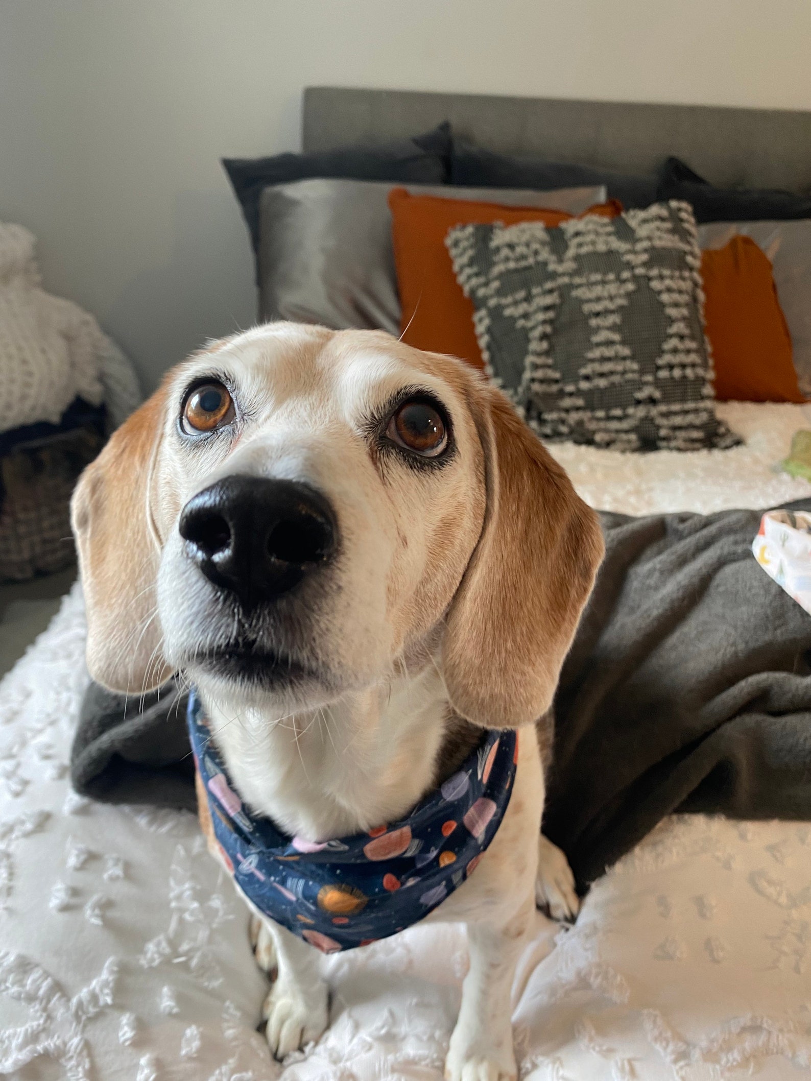 Allons y Bandana Space Bandana für Hunde Krawatte auf Etsy