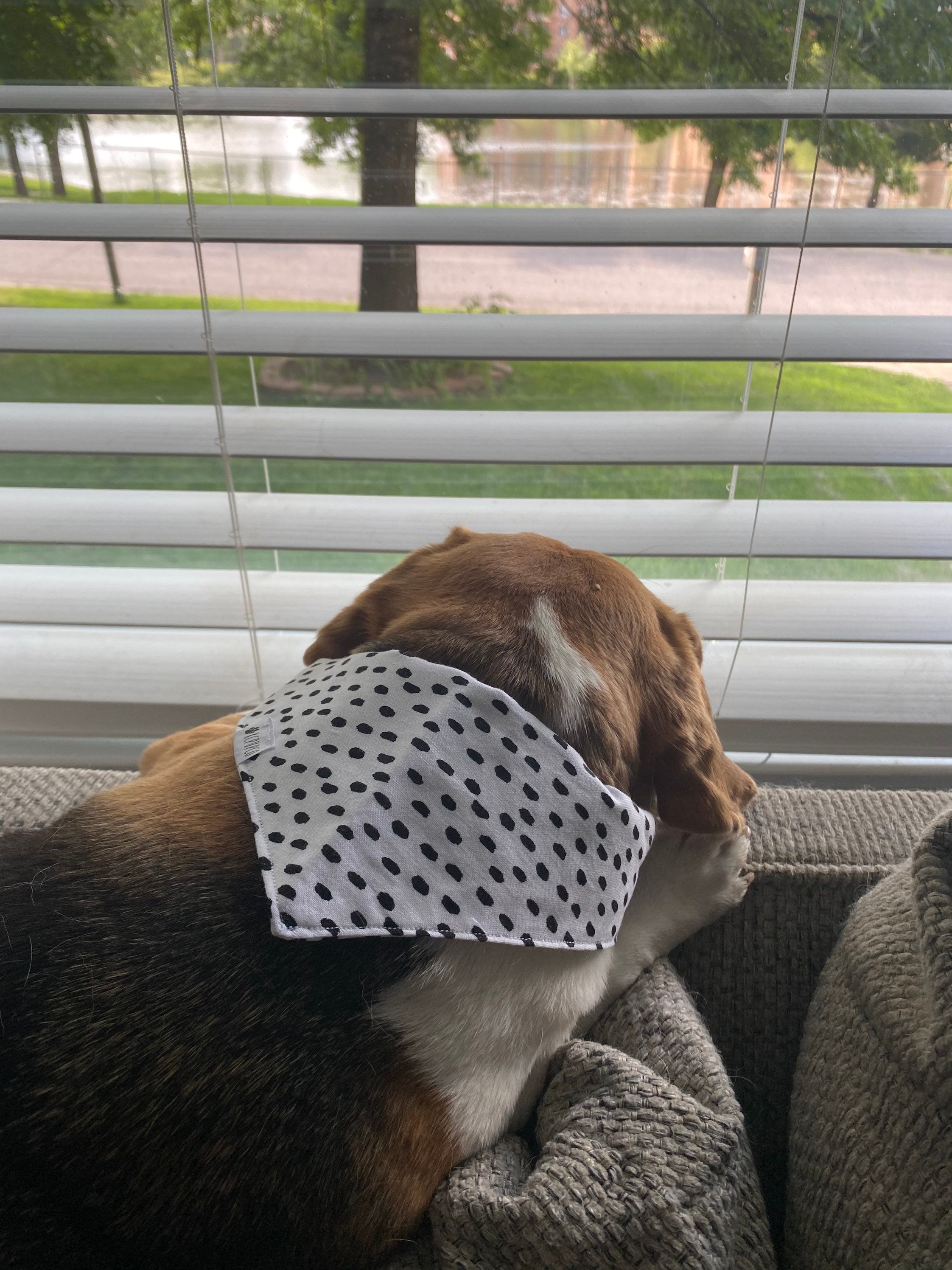 krawatte für hunde