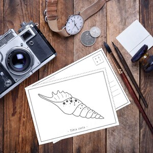 Puede incluir: Un dibujo en blanco y negro de una concha marina en una postal blanca. La postal tiene un borde negro y el texto "Tibia curta" está escrito debajo de la concha.