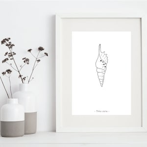 Puede incluir: Un dibujo en blanco y negro de una concha, con el texto "Tibia curta" debajo de la imagen.