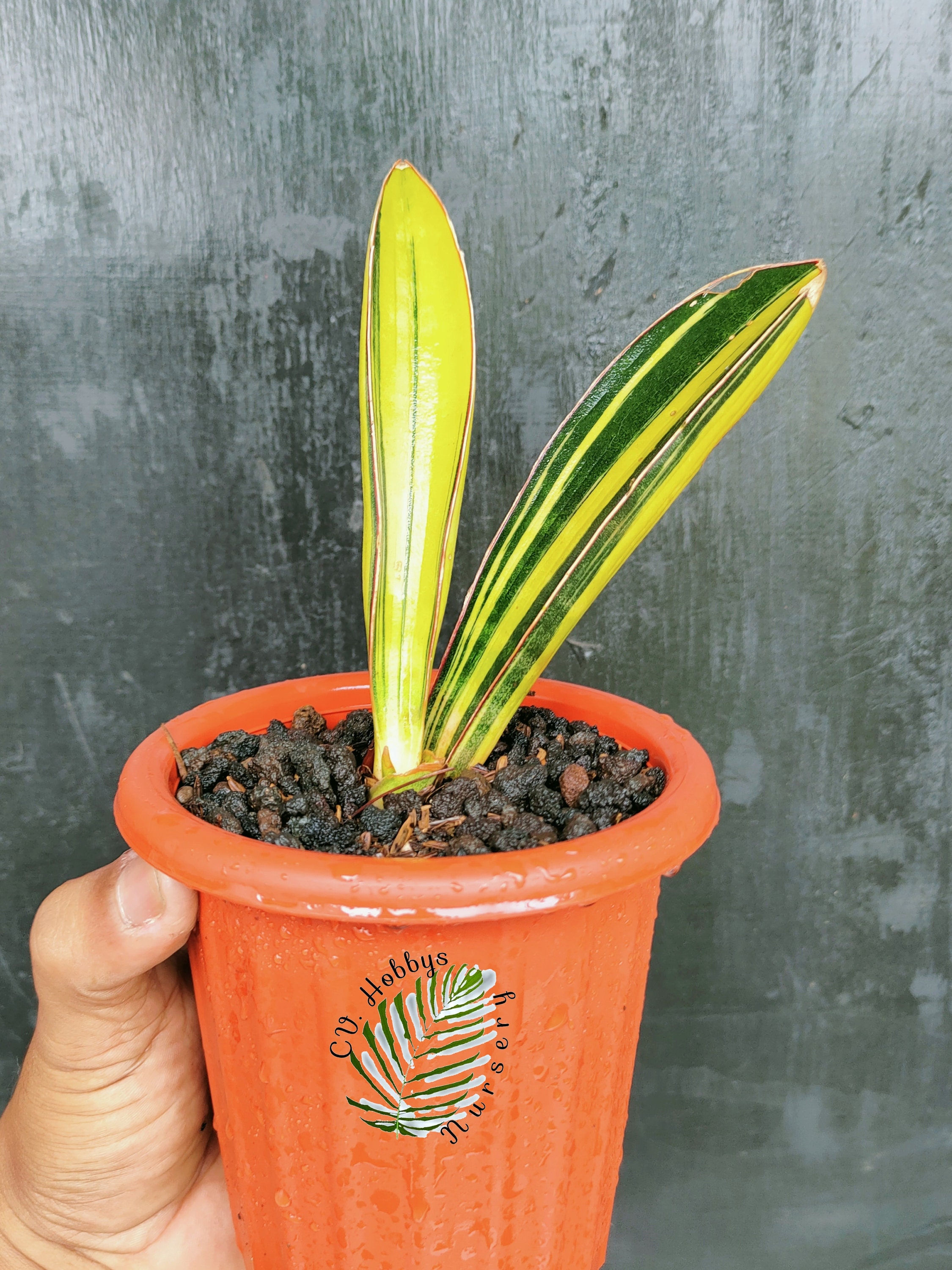 Sansevieria Blue Bat variegated Rare Plant Etsy