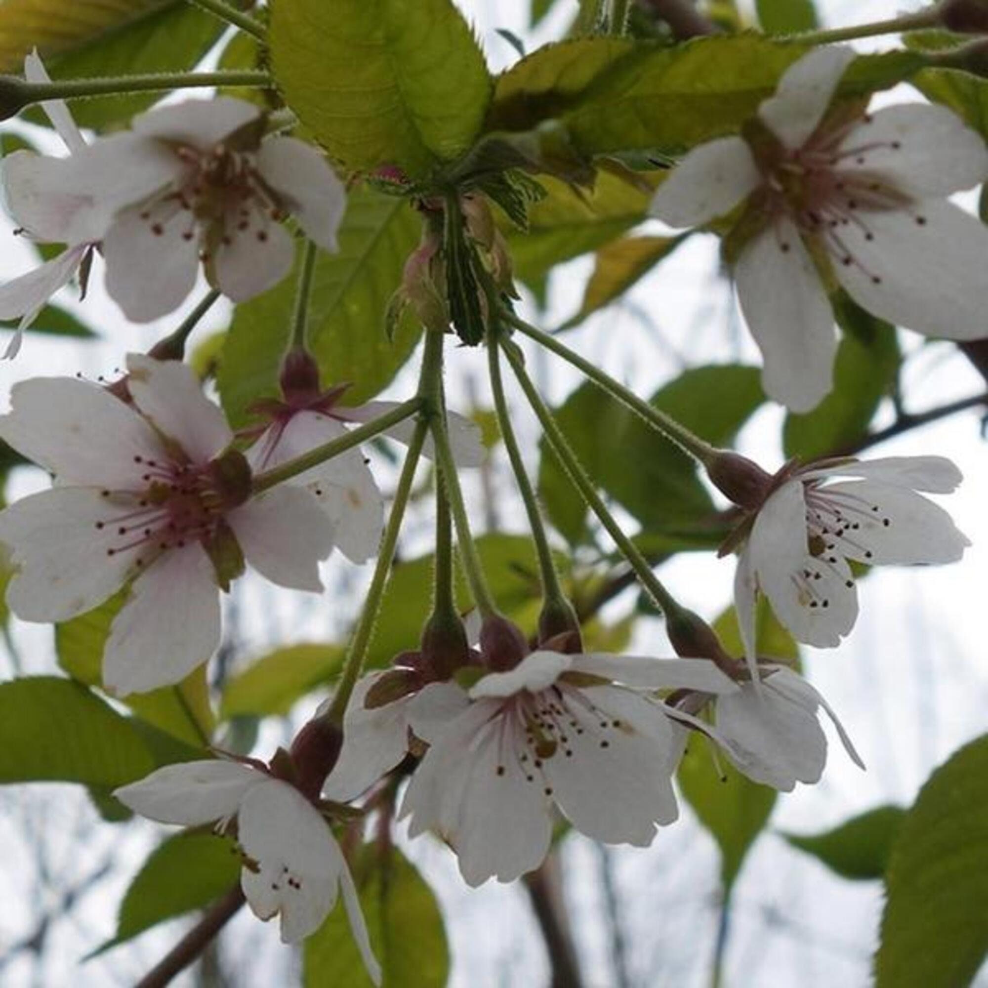 Weeping Yoshino Cherry Tree. Prunus Subhirtella Alba White Etsy