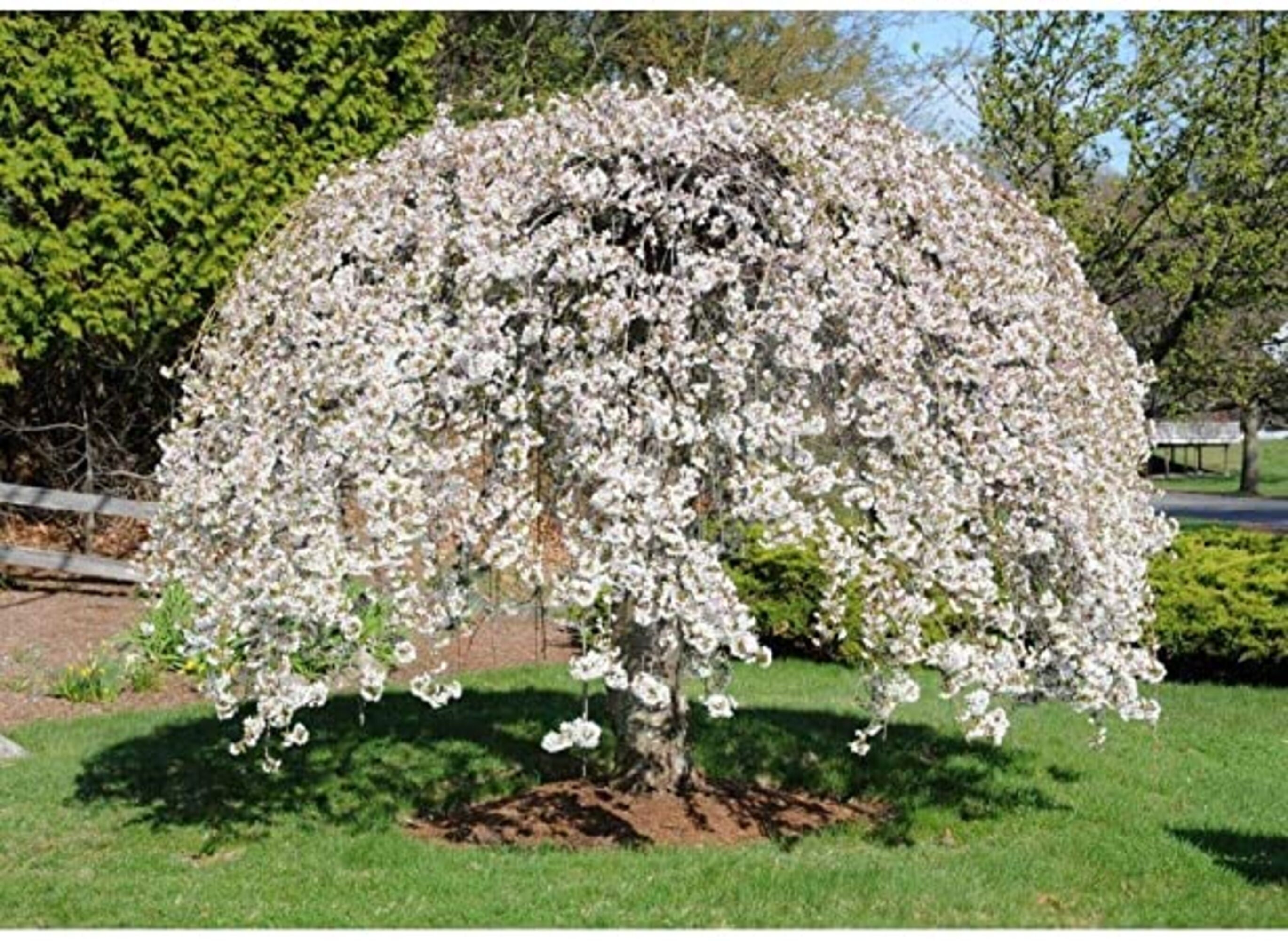Weeping Yoshino Cherry Tree. Prunus Subhirtella Alba White Etsy