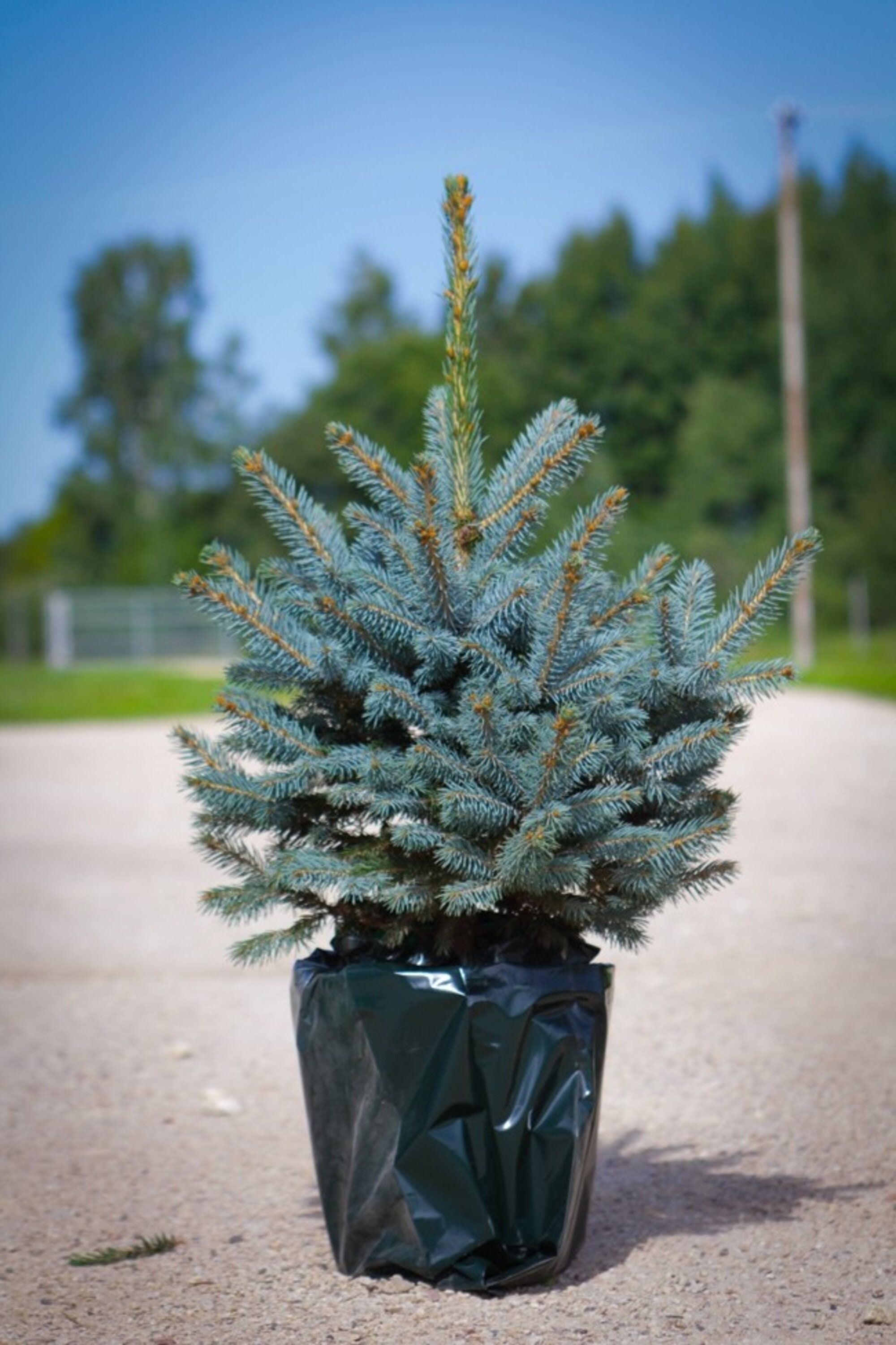 Luxury Fresh Christmas Tree Pot Blue Spruce Picea pungens Etsy