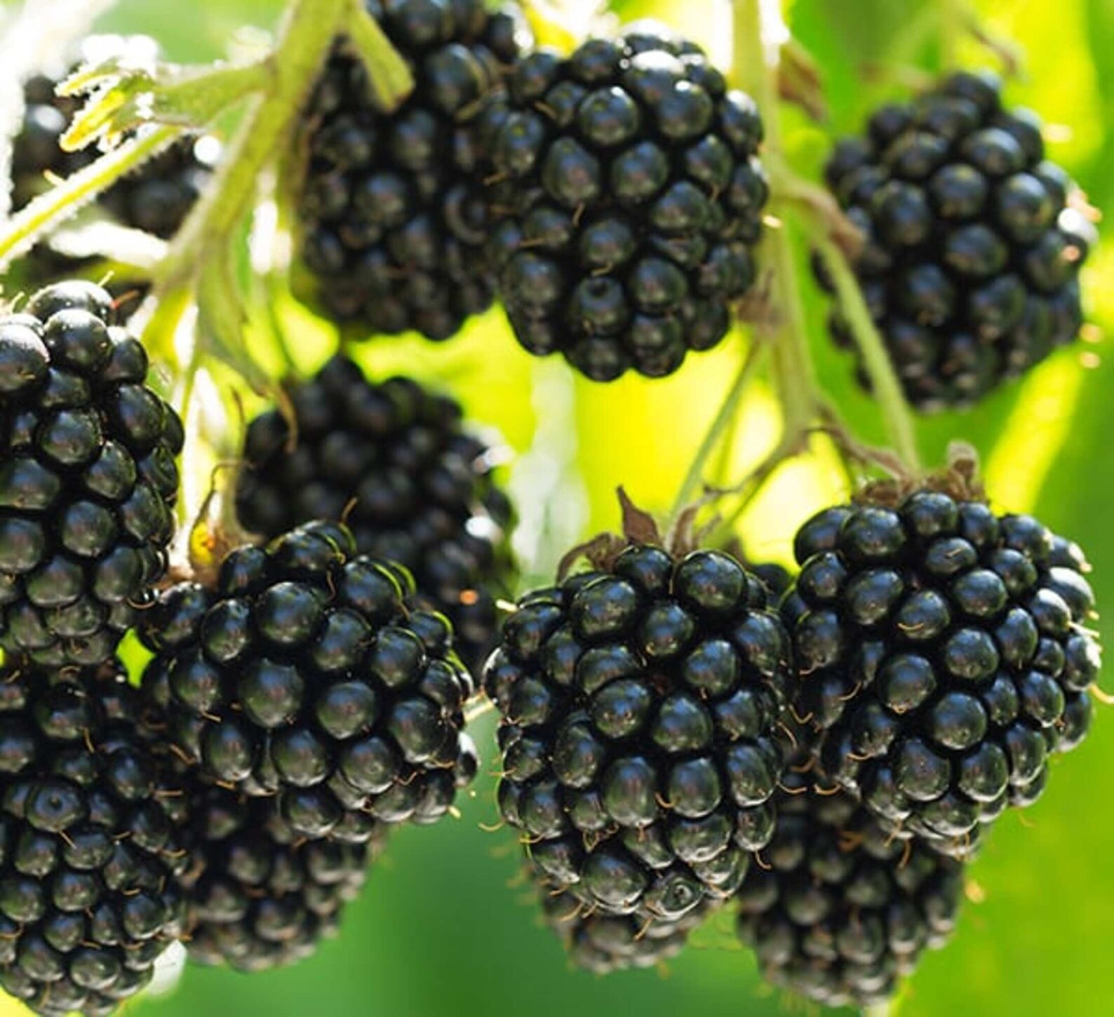 Dwarf Mulberry Tree. Dwarf Everbearing Mulberry 4.5 | Etsy