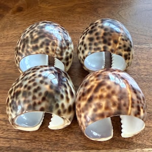 Op de afbeelding: Vier decoratieve servetringen van zeeschelpen. Elke ring heeft een gespikkeld bruin en bruin patroon aan de buitenkant en een witte binnenkant. De servetringen zijn gerangschikt op een houten oppervlak.