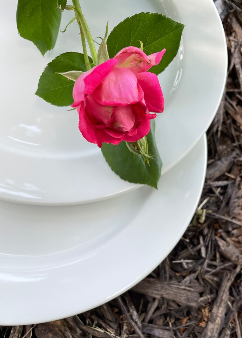 Thomas Germany Restaurant Ware Dinner Plates White Porcelain Etsy