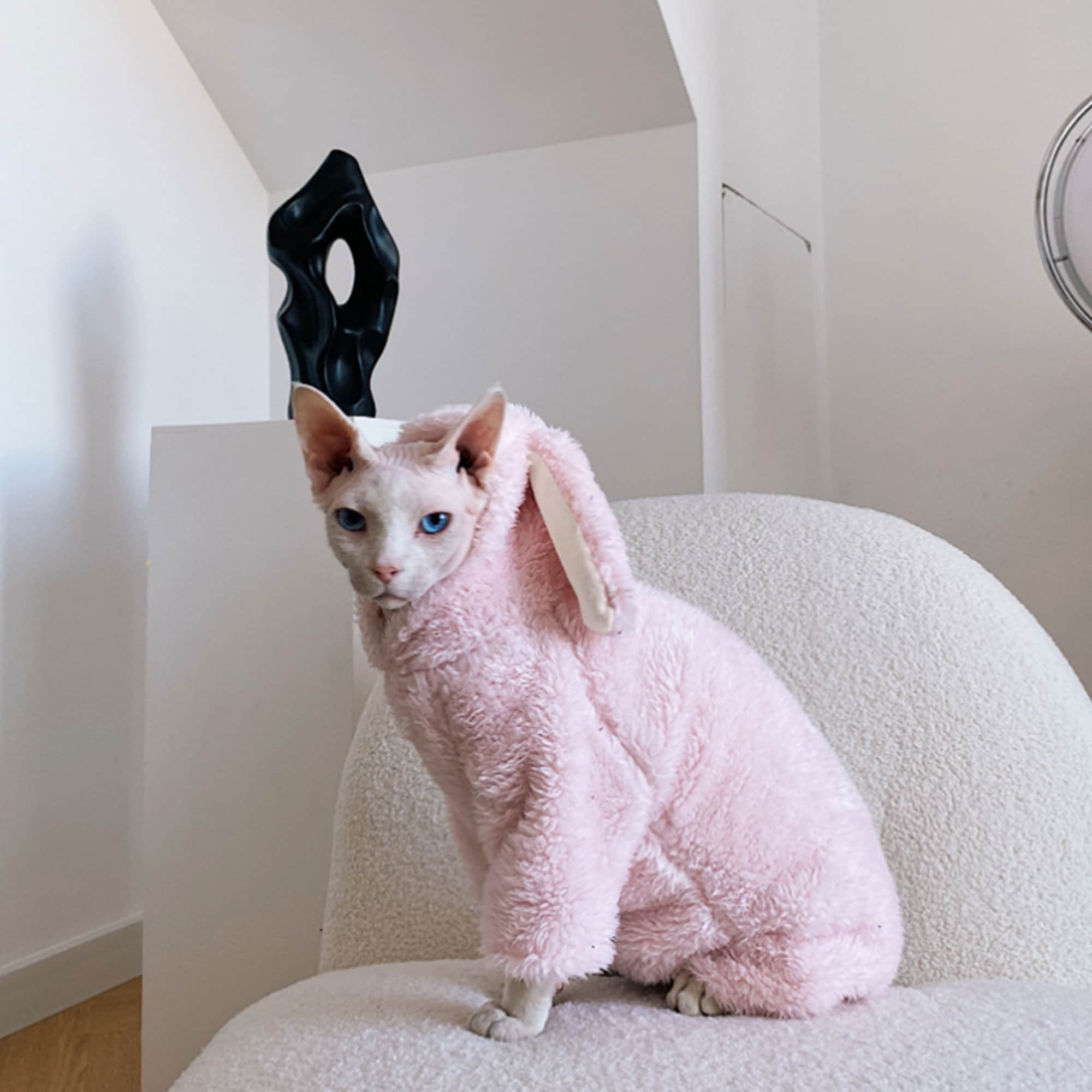 Super Cute Funny Sphynx Cat in Hoodie · Creative Fabrica