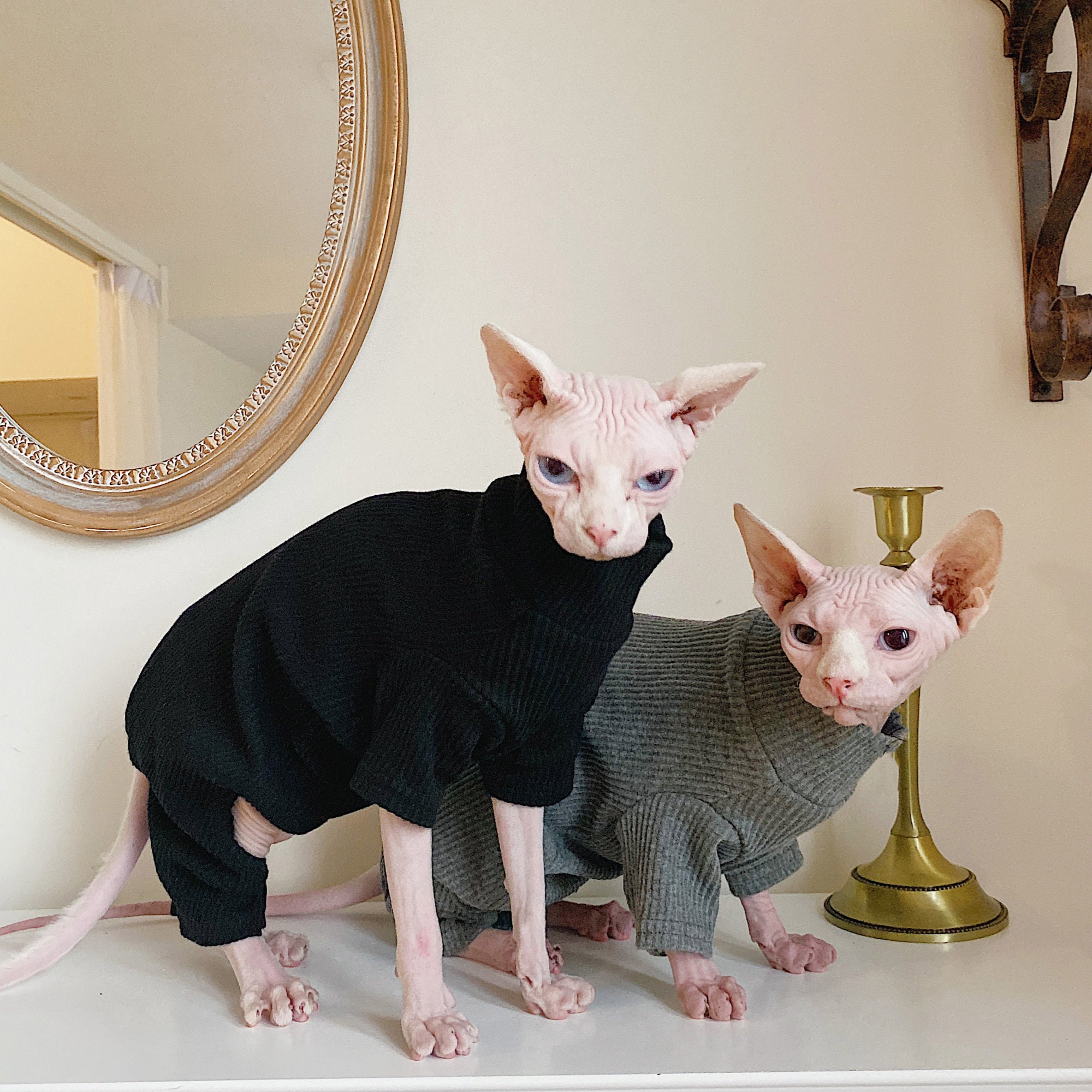 Awesome Cat Coat Velvet Sweater for Sphynx Cat Hairless Cat 