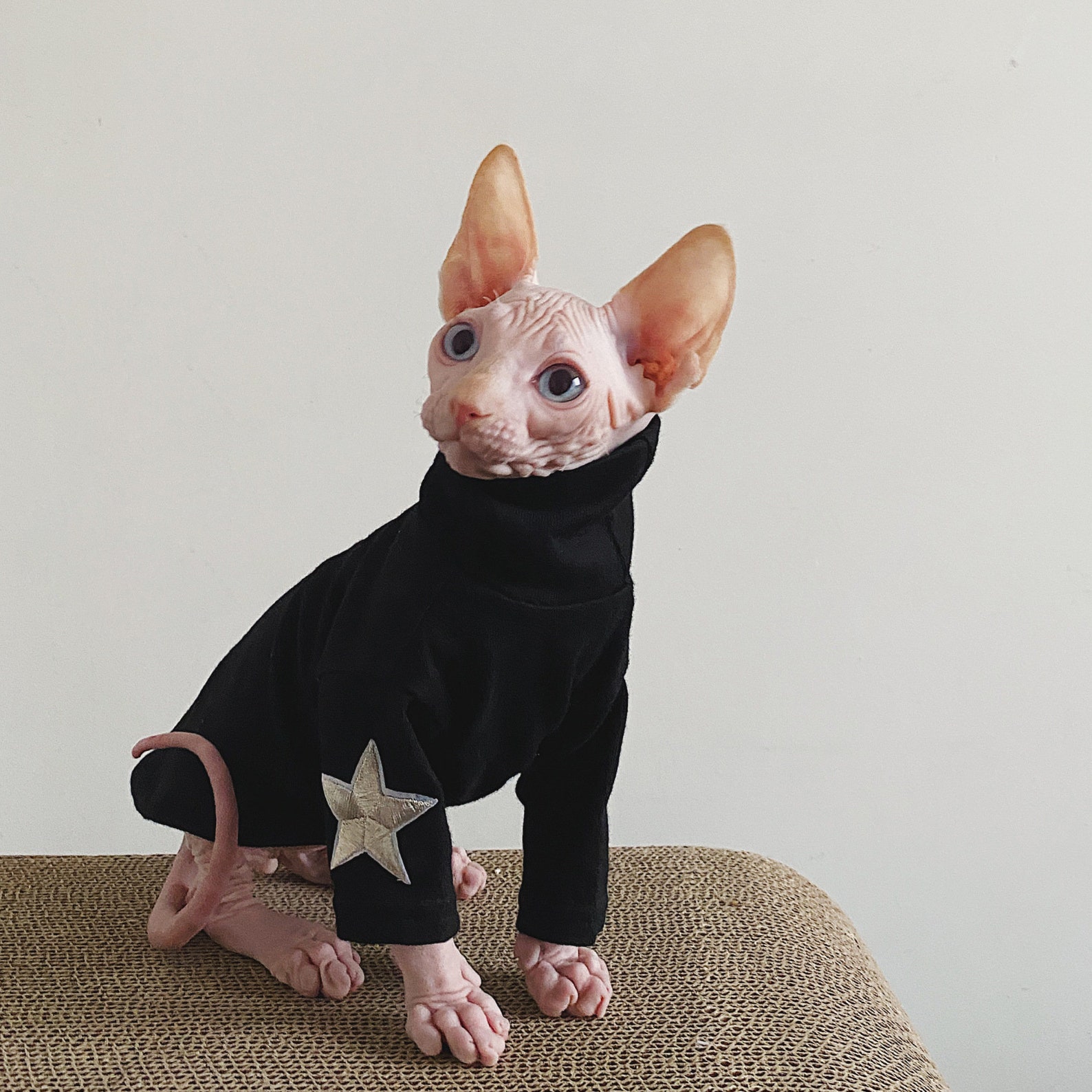 Cat Clothes Hairless Cat Clothing Cotton Star Print Coat for Etsy
