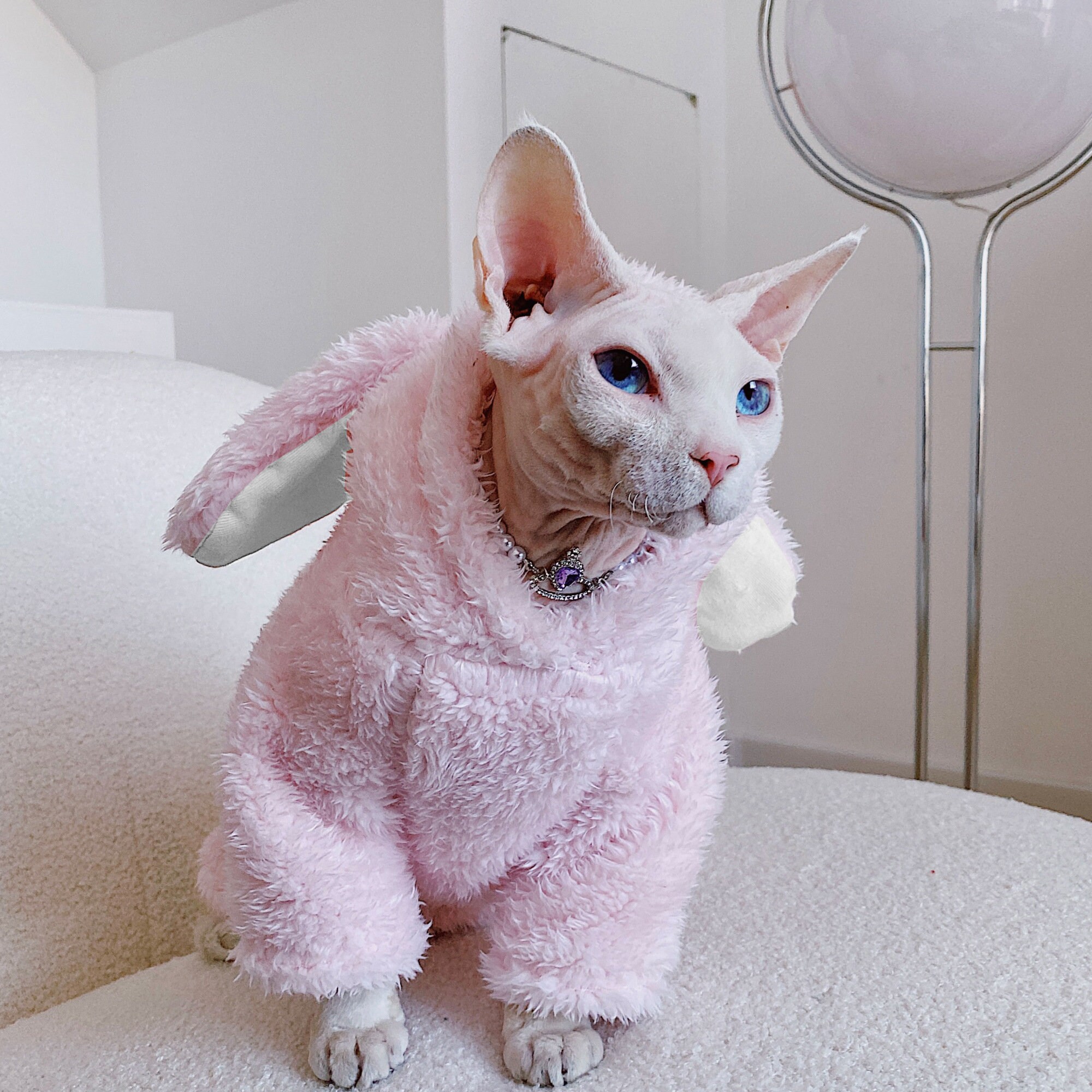 Super Cute Funny Sphynx Cat in Hoodie · Creative Fabrica