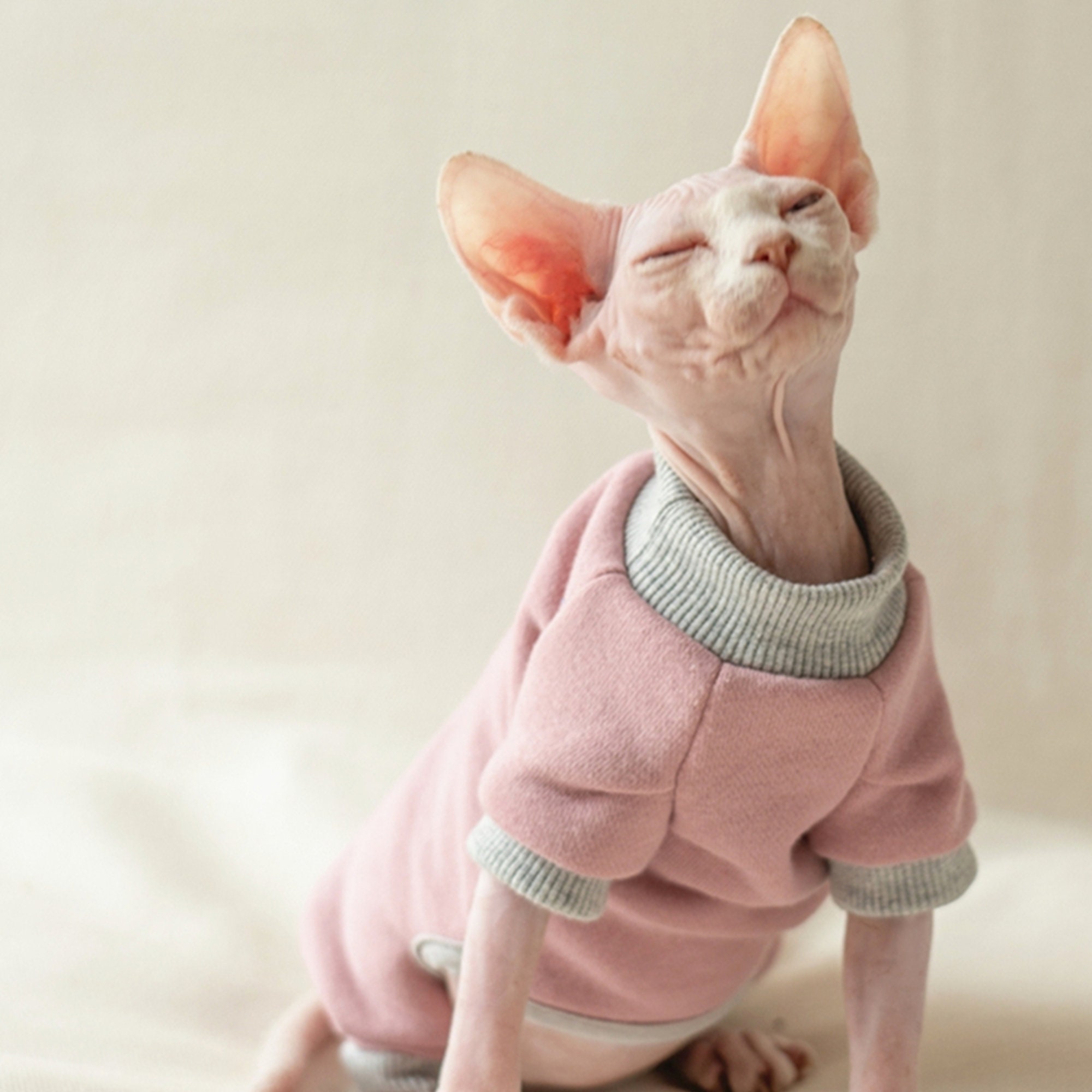 Cotton Thick Cat Clothes Pink Tshirt for Hairless Cat Clothes Etsy