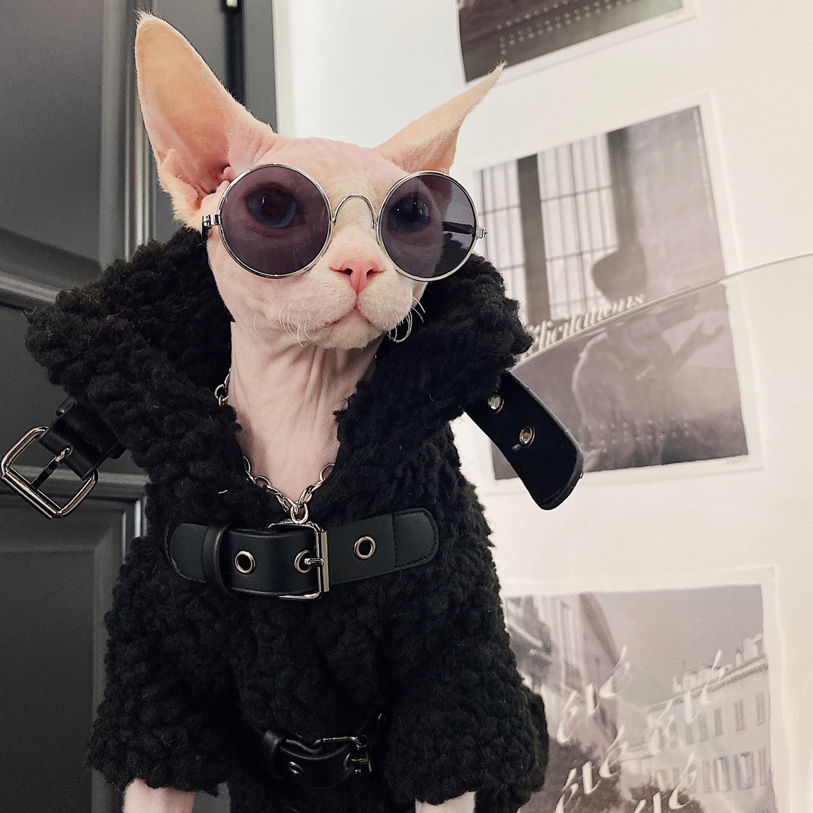 Awesome Cat Coat Velvet Sweater for Sphynx Cat Hairless Cat - Etsy