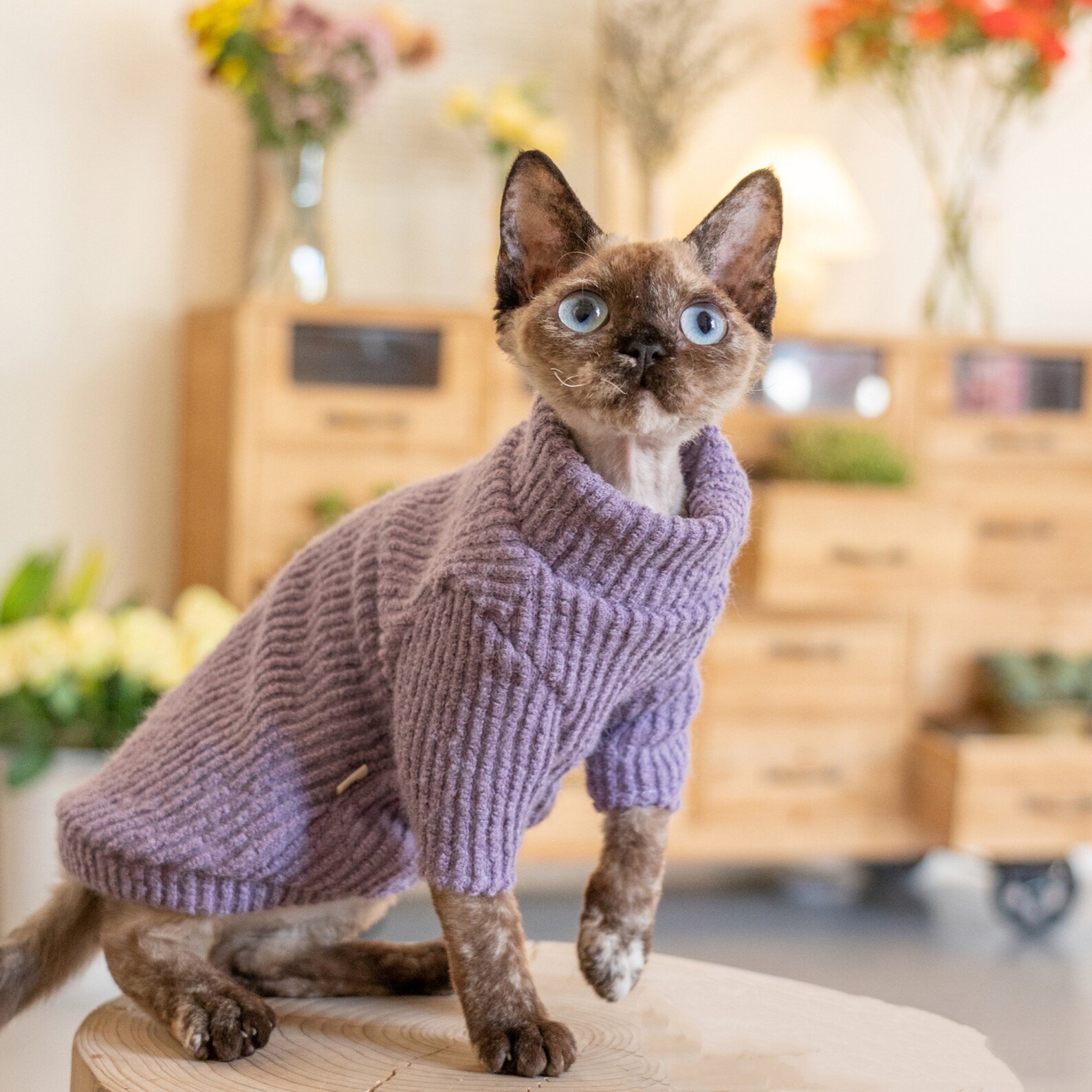Soft Cat Clothes Hairless Cat Purple Sweater Sphynx Cat Warm Etsy