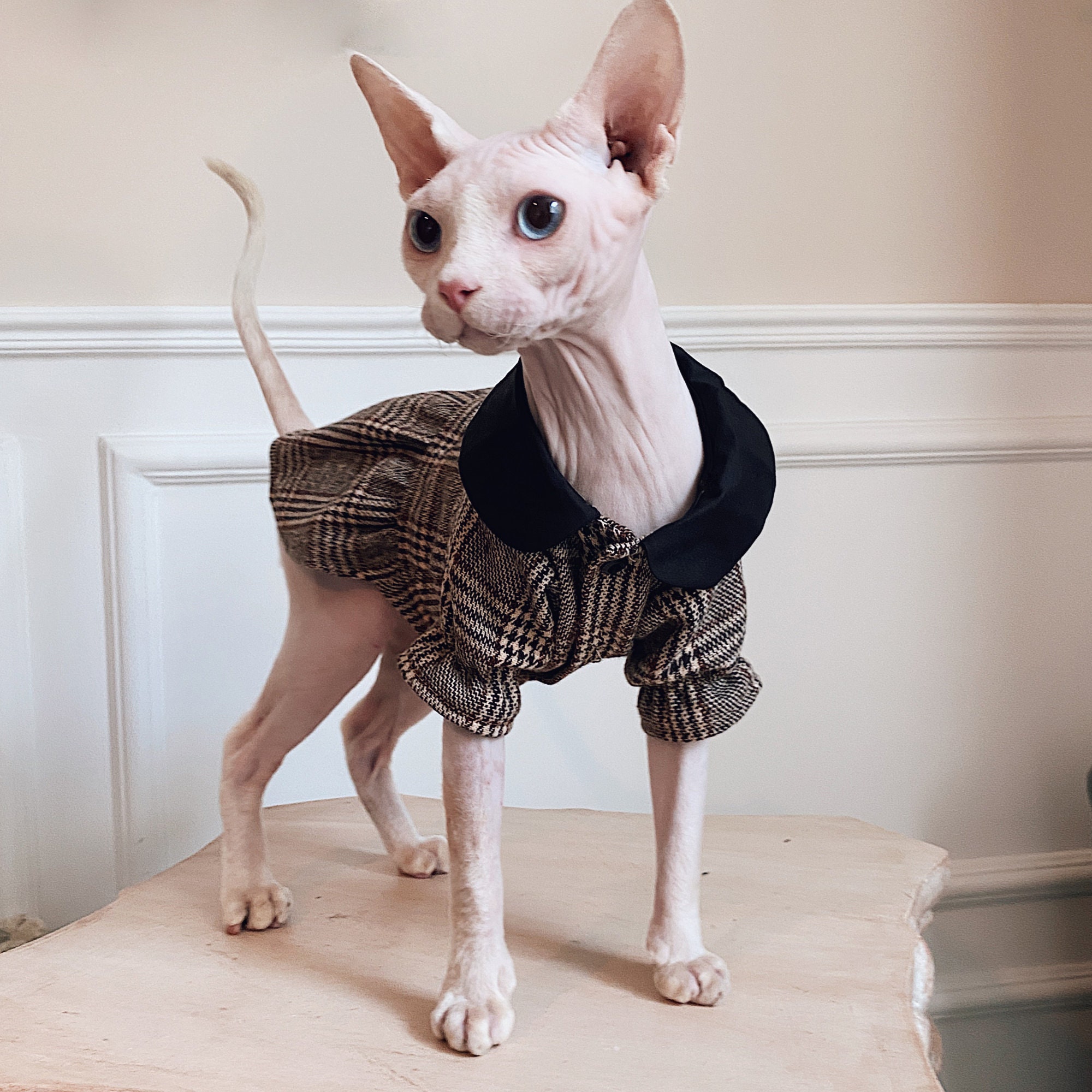 Adorable Sphynx Cat Dress Hairless Cat Clothing British Style Etsy