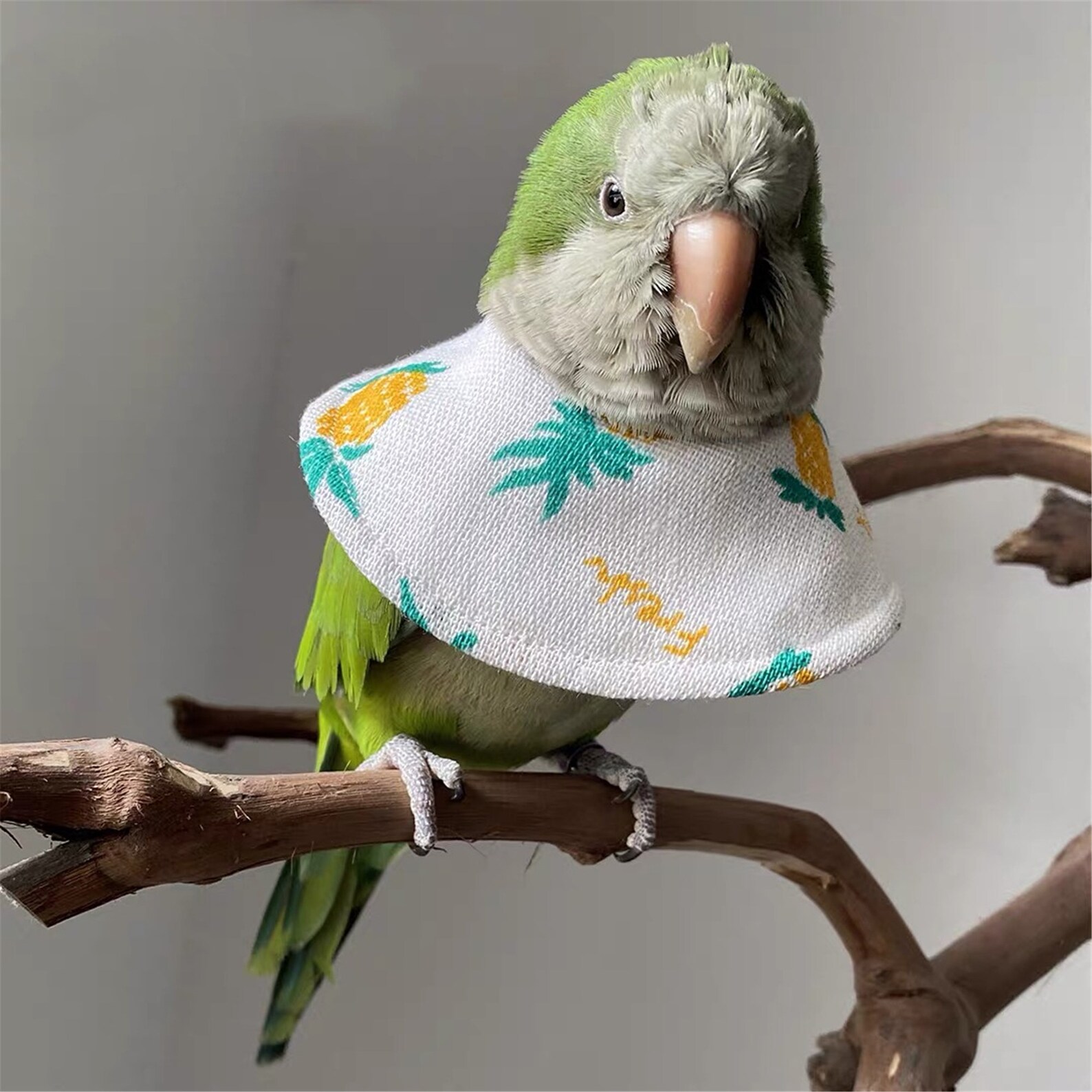 Ugly cone of shame birdElizabeth collar birdCute Cat Etsy