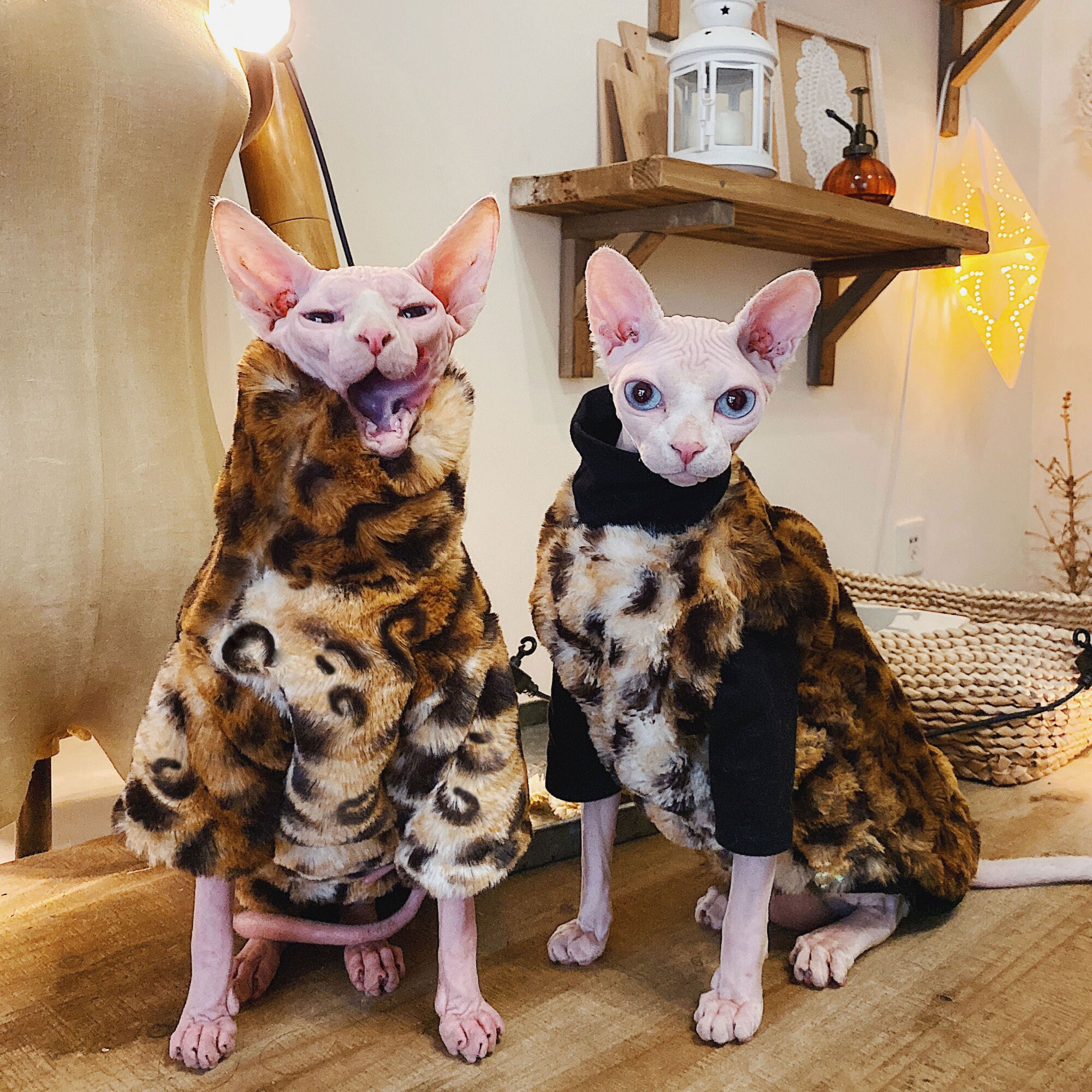 luxury cat clothes