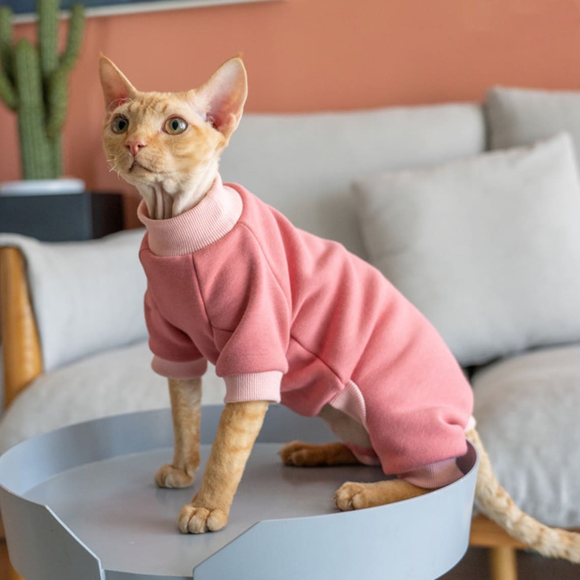 Pure Cotton Cat Clothes Sphynx Cat Sweater Hairless Cat Etsy