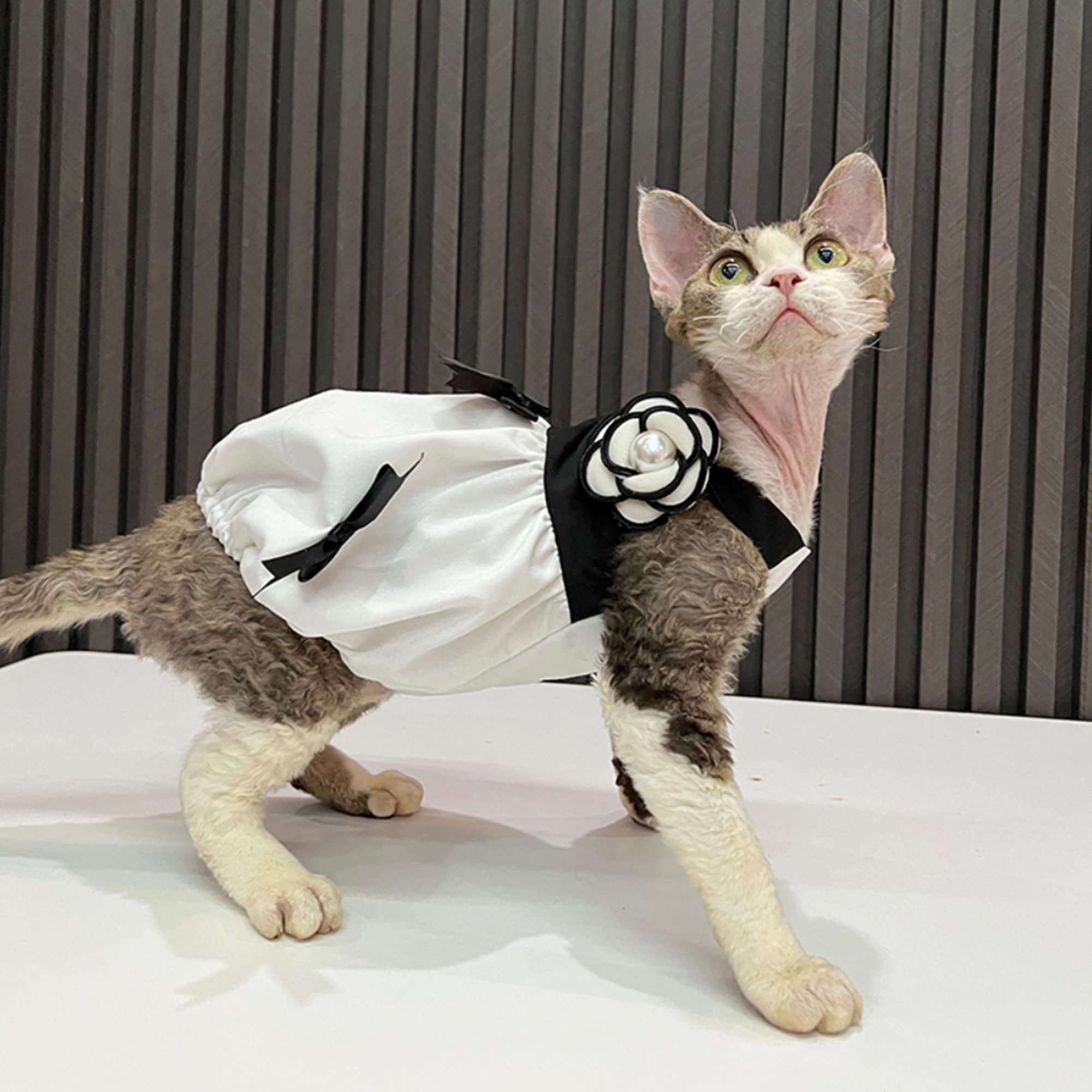 Black and White Princess Cat Dress for Cat Beautiful - Etsy