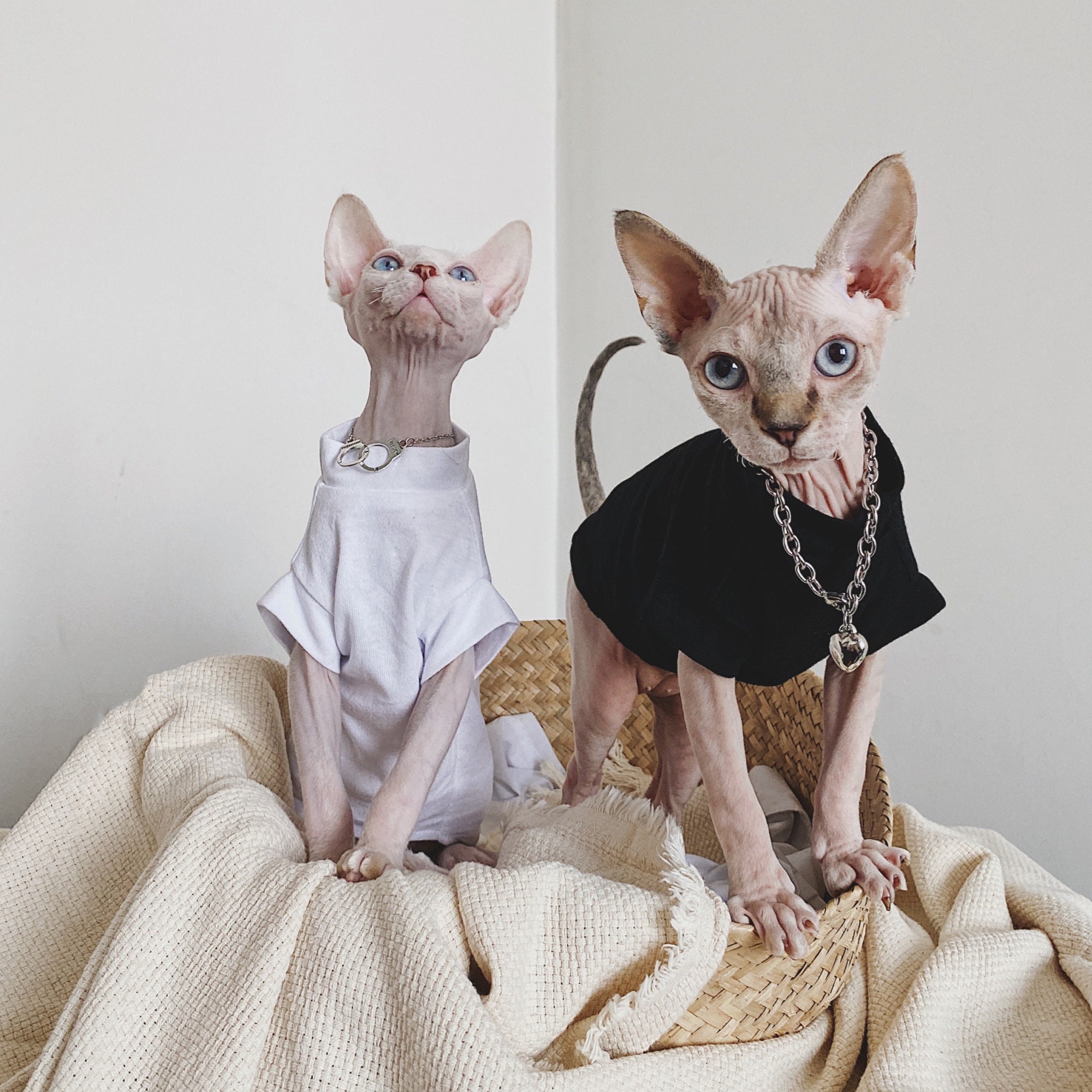 Cotton Hairless Cat Clothes Sphynx Cat Clothing Simple but Etsy