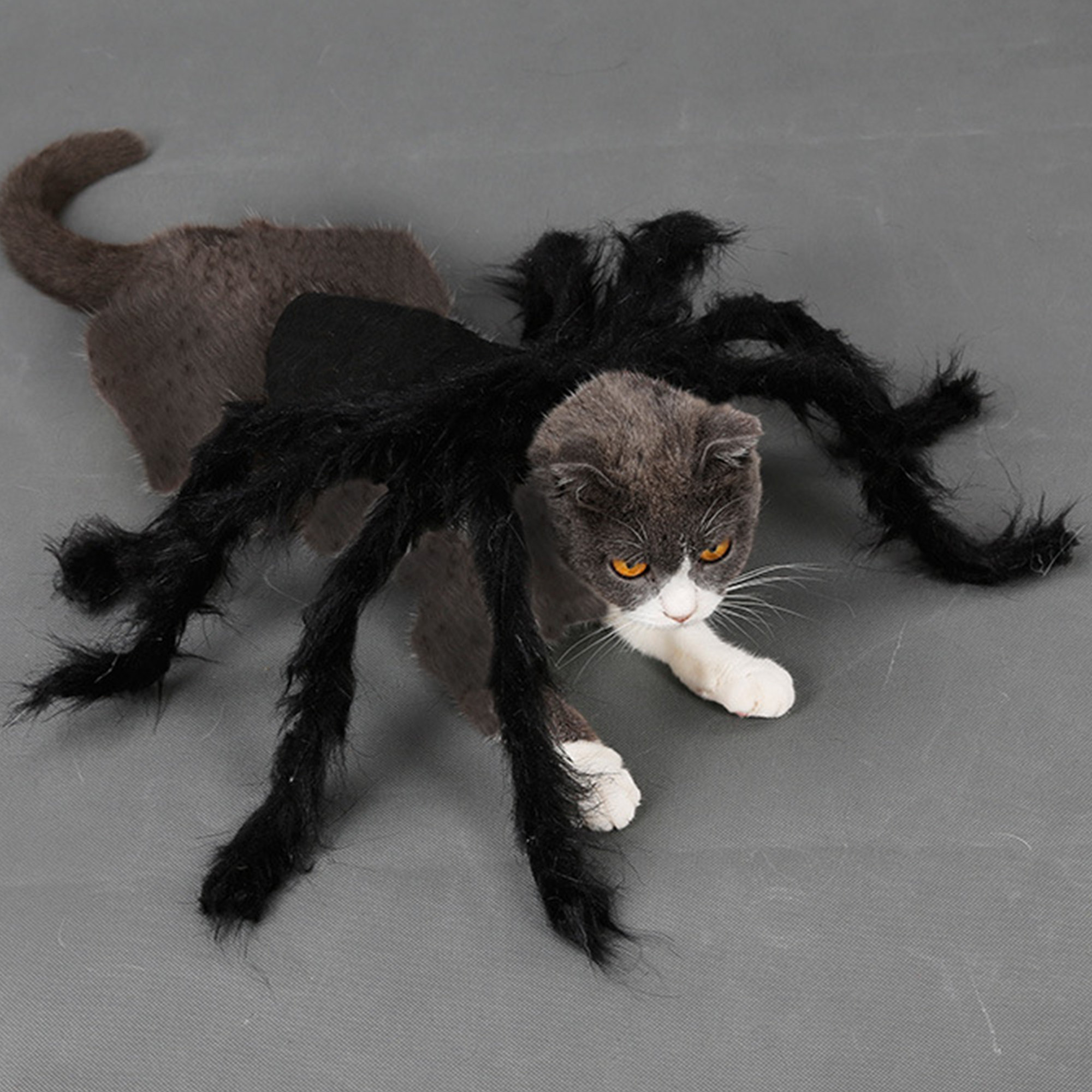 Включи кот паук. Кот в костюме паука. Костюм паука для кошки. Костюм паука для собаки. Костюм кошки на Хэллоуин.