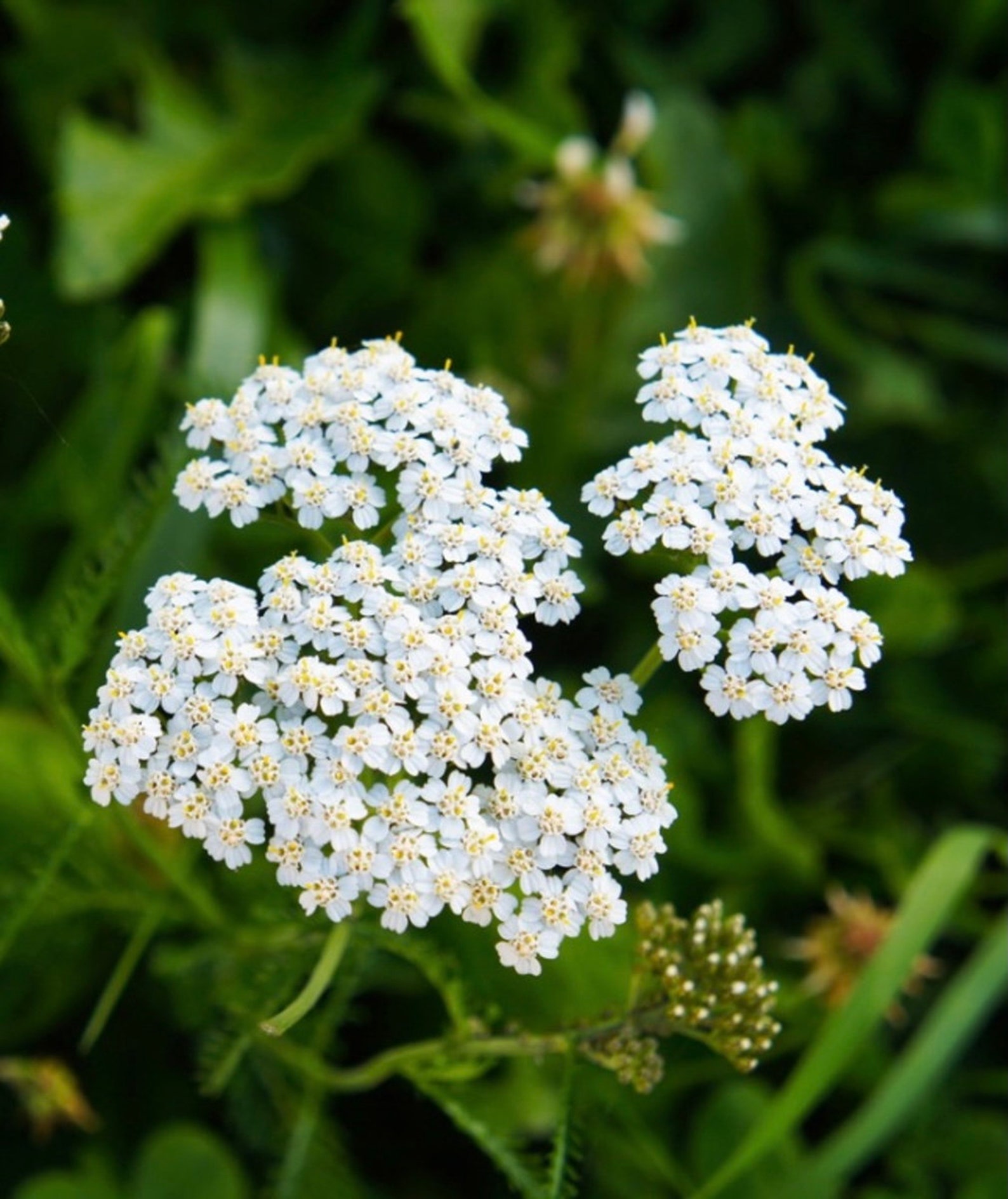 White Yarrow Flower Seeds Achillea Millefolium Etsy