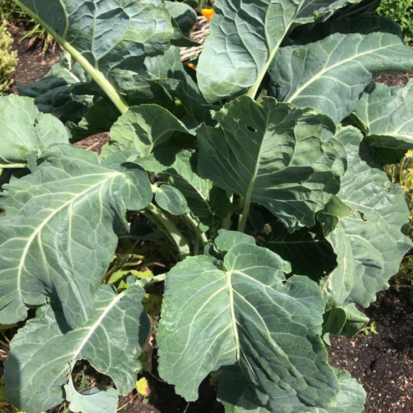 Collard Green Seeds Portuguese Kale Couve Galega Etsy