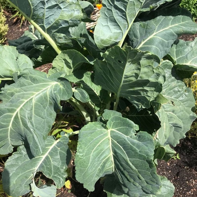 50 seeds Couve Galega Portuguese Walking Stick Cabbage Kale Tree FREE SHIPPING 50 seeds Couve Galega Portuguese Walking Stick Cabbage Kale Tree FREE SHIPPING