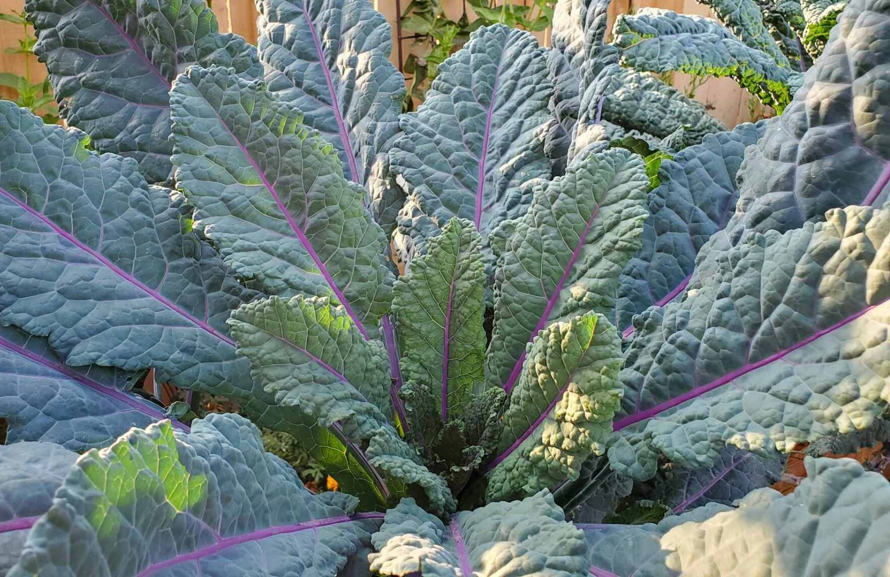 Dinosaur Kale Seeds Dazzling Blue Heirloom Etsy