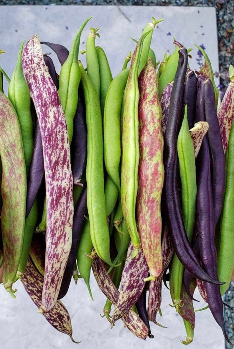 Heirloom Green Bean Pole Seeds 5 Different Varieties Etsy Canada