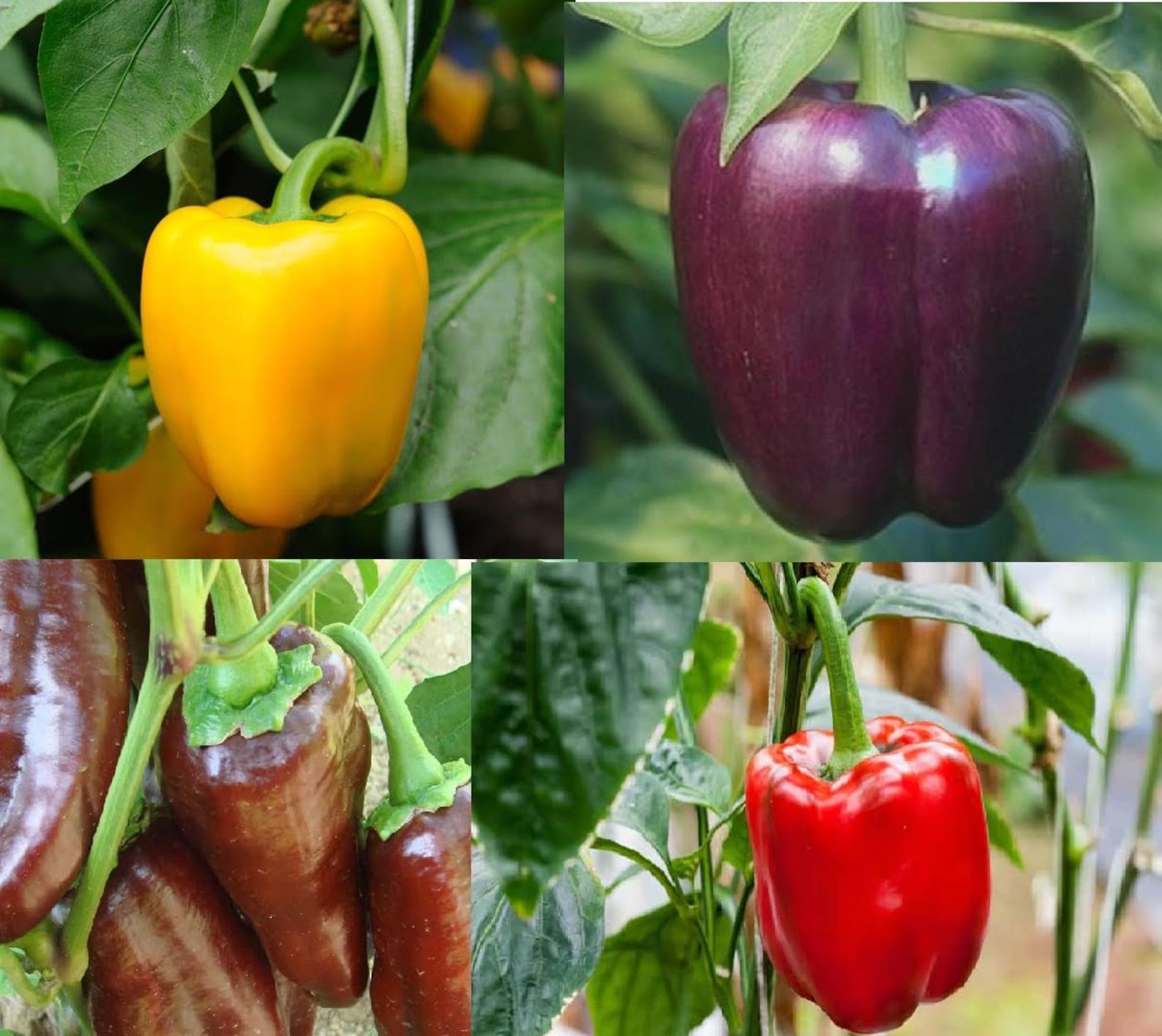 Sweet Red Pepper Seeds 5 Different Varieties Heirloom Etsy