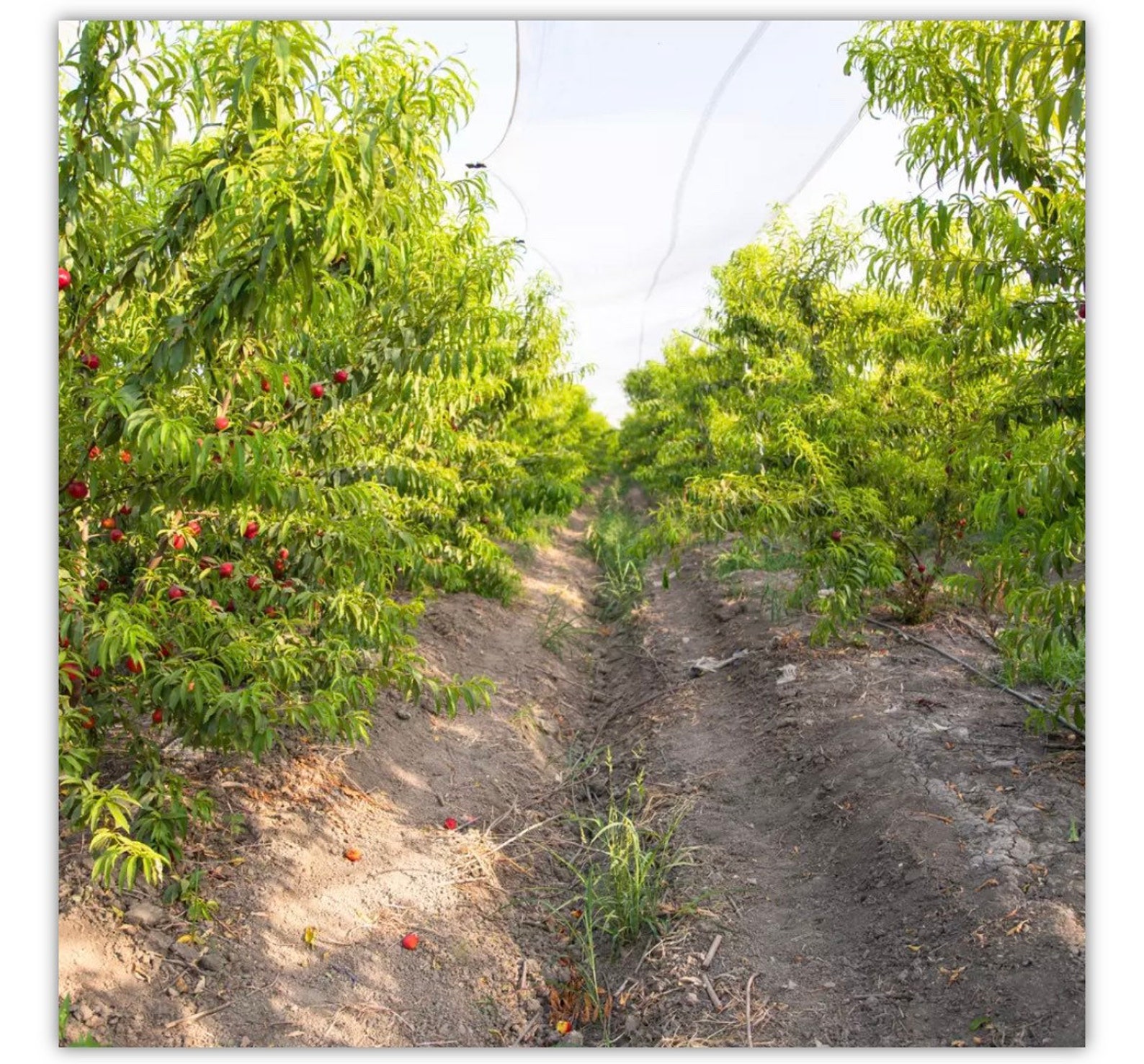 PEACH TREE WOOD 4 Cuttings Rooting / Grafting Etsy