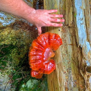 REISHI (SLICED) Dehydrated Mushroom ORGANIC Usa foraged culinary wellness supplement Mother Nature Inactive Ganoderma tsugae bulk