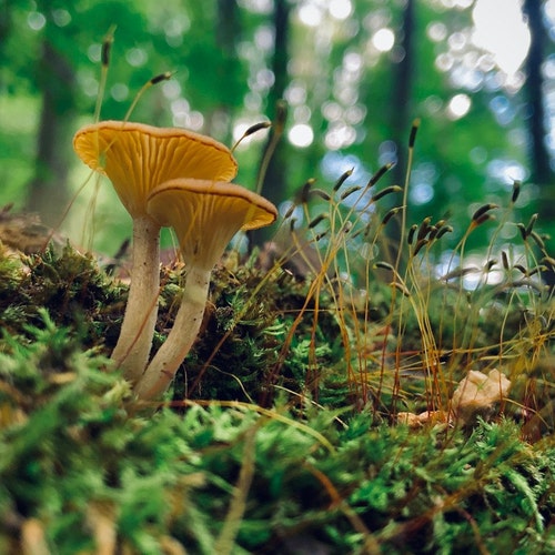 FairyForagedMushroom - Etsy