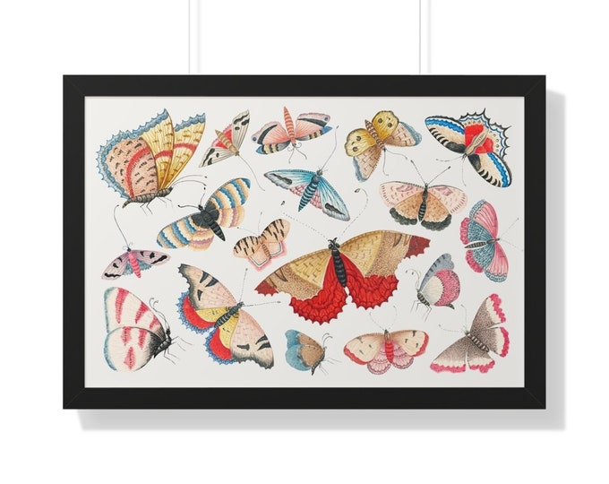 Vintage Butterfly Moth Print Framed Horizontal Poster