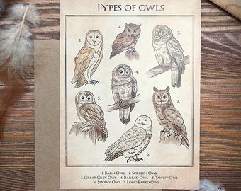 A5 Card Types of owls - Illustration - Print - Owls - Owl - Hedwig