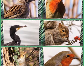 British Wildlife Photo Print (6 Styles to choose from)