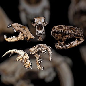 May include: A selection of tan-coloured animal skull illustrations against a blurred black backdrop. The skulls include a sabre-toothed tiger, a bear, and a reptile, displaying intricate bone structures and sharp teeth. The artwork has a vintage, scientific aesthetic.