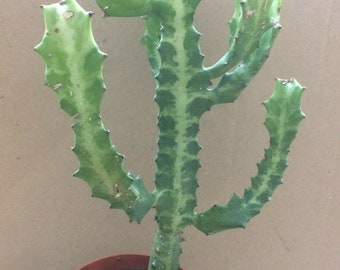 Euphorbia Lactea White Ghost Cactus Cutting Etsy