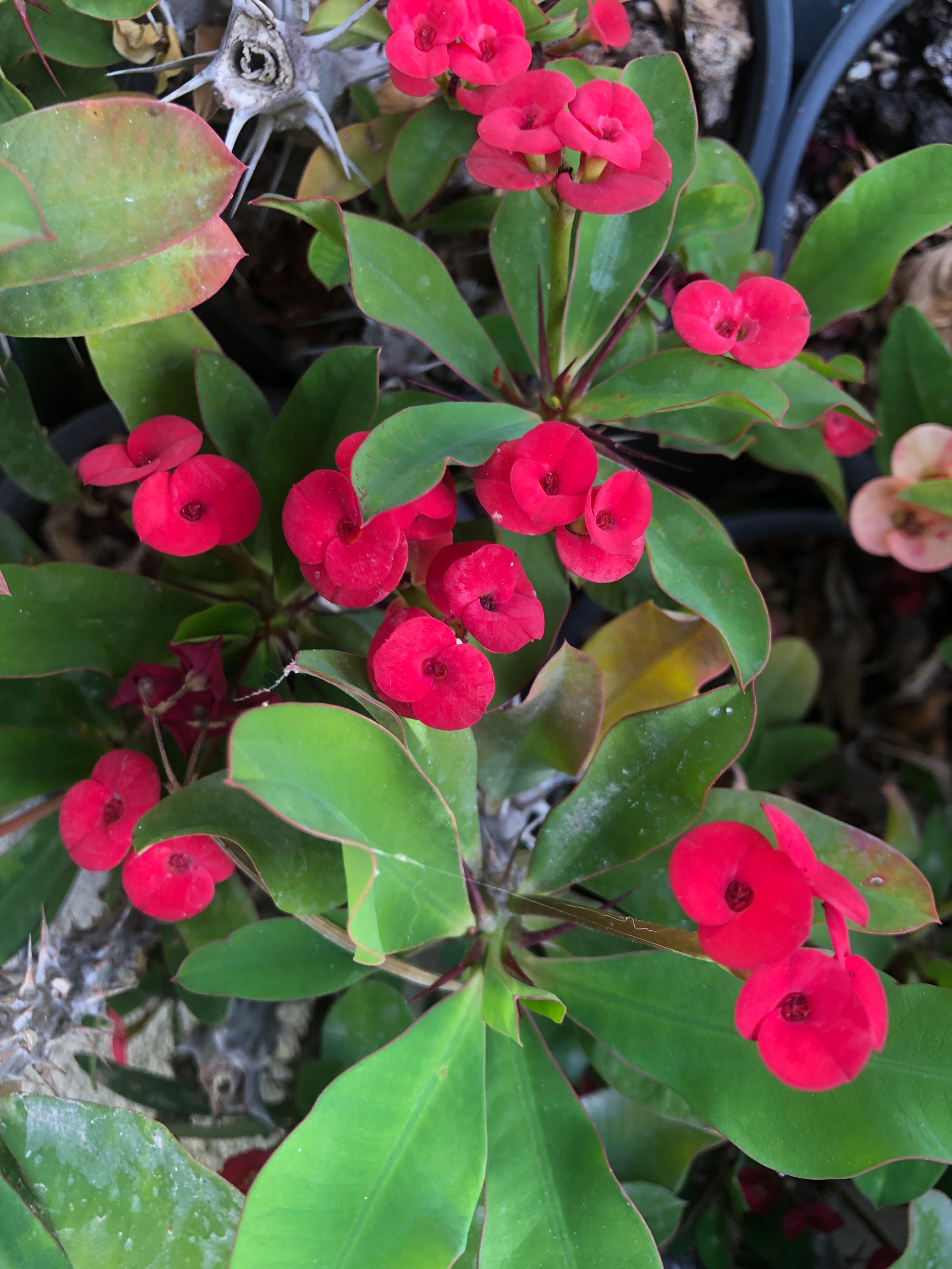 EUPHORBIA MILII Red Crown of thorns Christ plant shipped