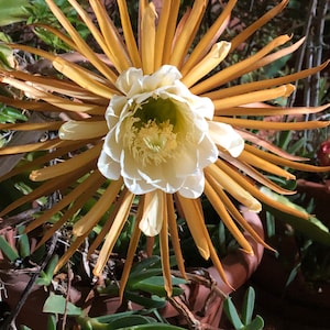 One cutting Selenicereus grandiflorus Queen of the Night  Vanilla Cactus  Queen of the night  night-blooming Rare cactus