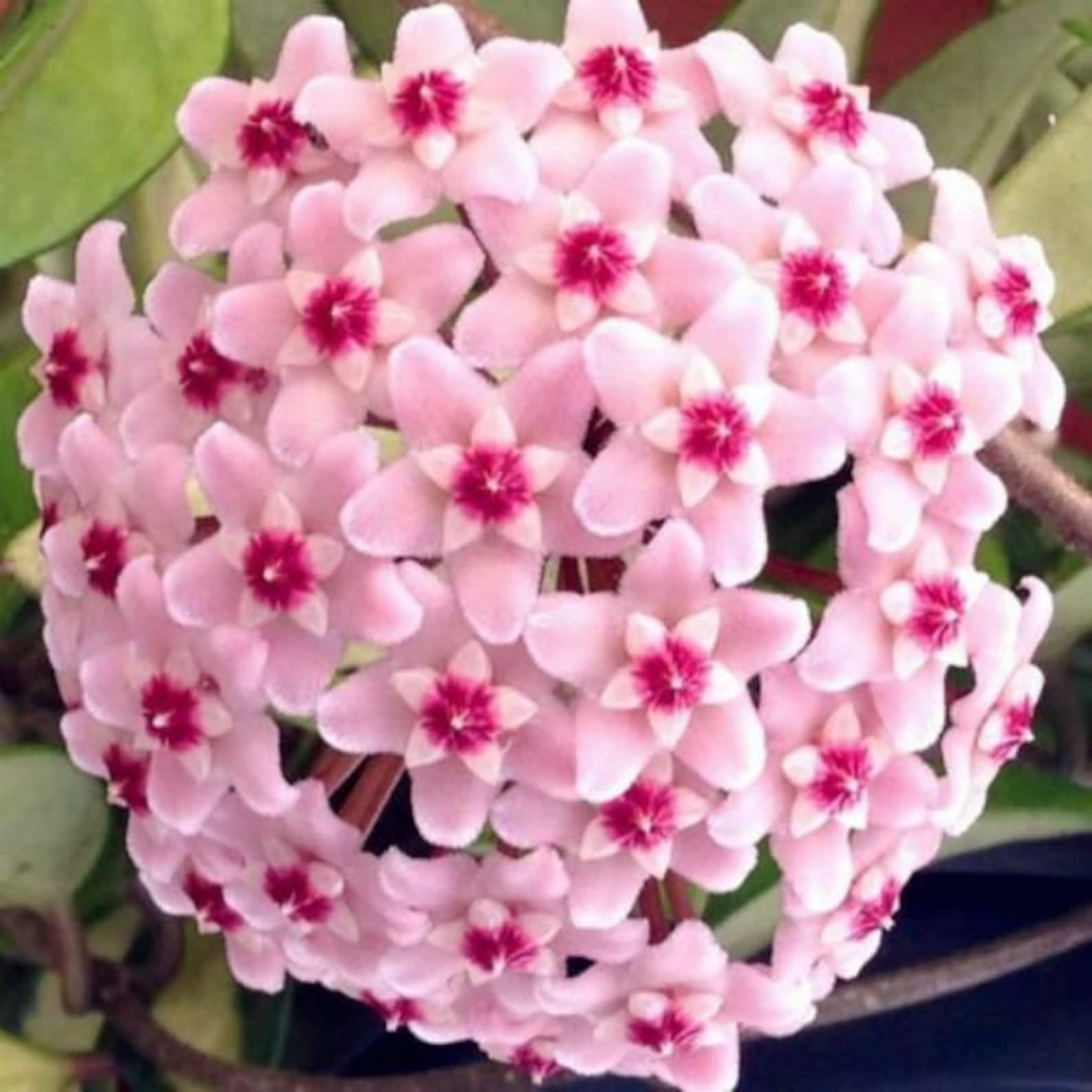 Hoya Carnosa Tricolor Wachspflanze gesunde Pflanze in 9 cm | Etsy
